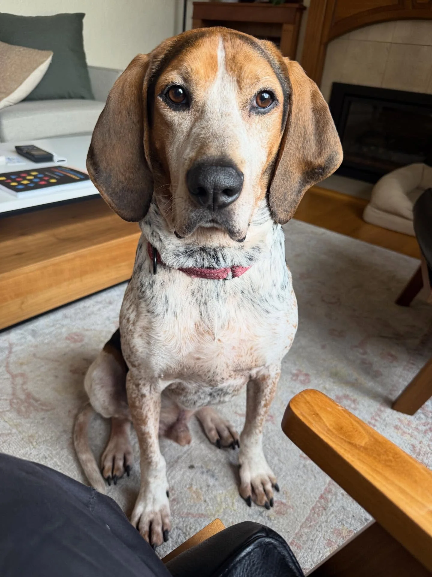 Here&rsquo;s Henry! A 6 yr old Coonhound who is generally barking and reacting from his window view of the street, jumping on guests, leash reactivity on walks and preparing for a new baby soon! Educated family on strategies to create new protocols t