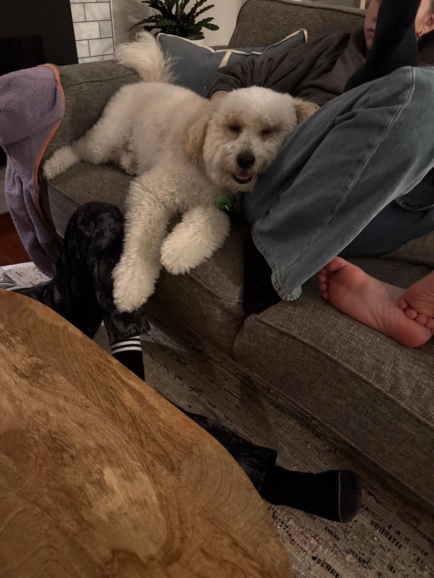 Here&rsquo;s Knute! A 2 yr old Bernadoodle who lives with a busy family of 4 kids and is often jumping, barking and seeking lots of attention. Educated family on ways to communicate, motivate and set clear boundaries for greater work and obedience. T