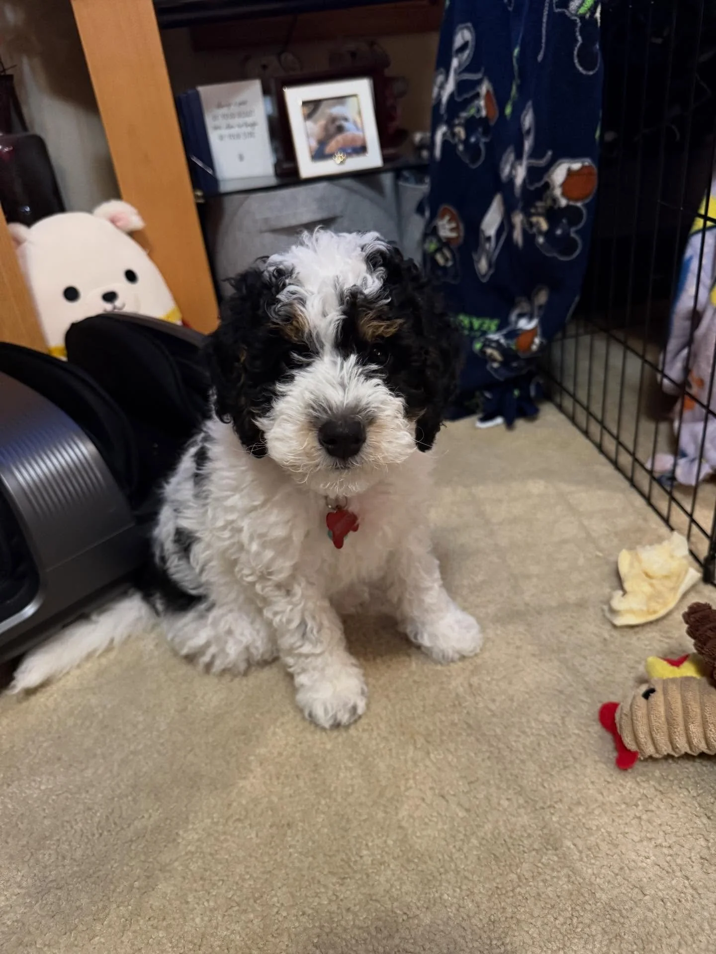 Here&rsquo;s Crypto! An 8 week old Australian Mini Bernadoodle who just arrived at his new home and educating family how best to focus on potty training, crate and pen training. Giving him space and patience to observe how he behaved and preparing th