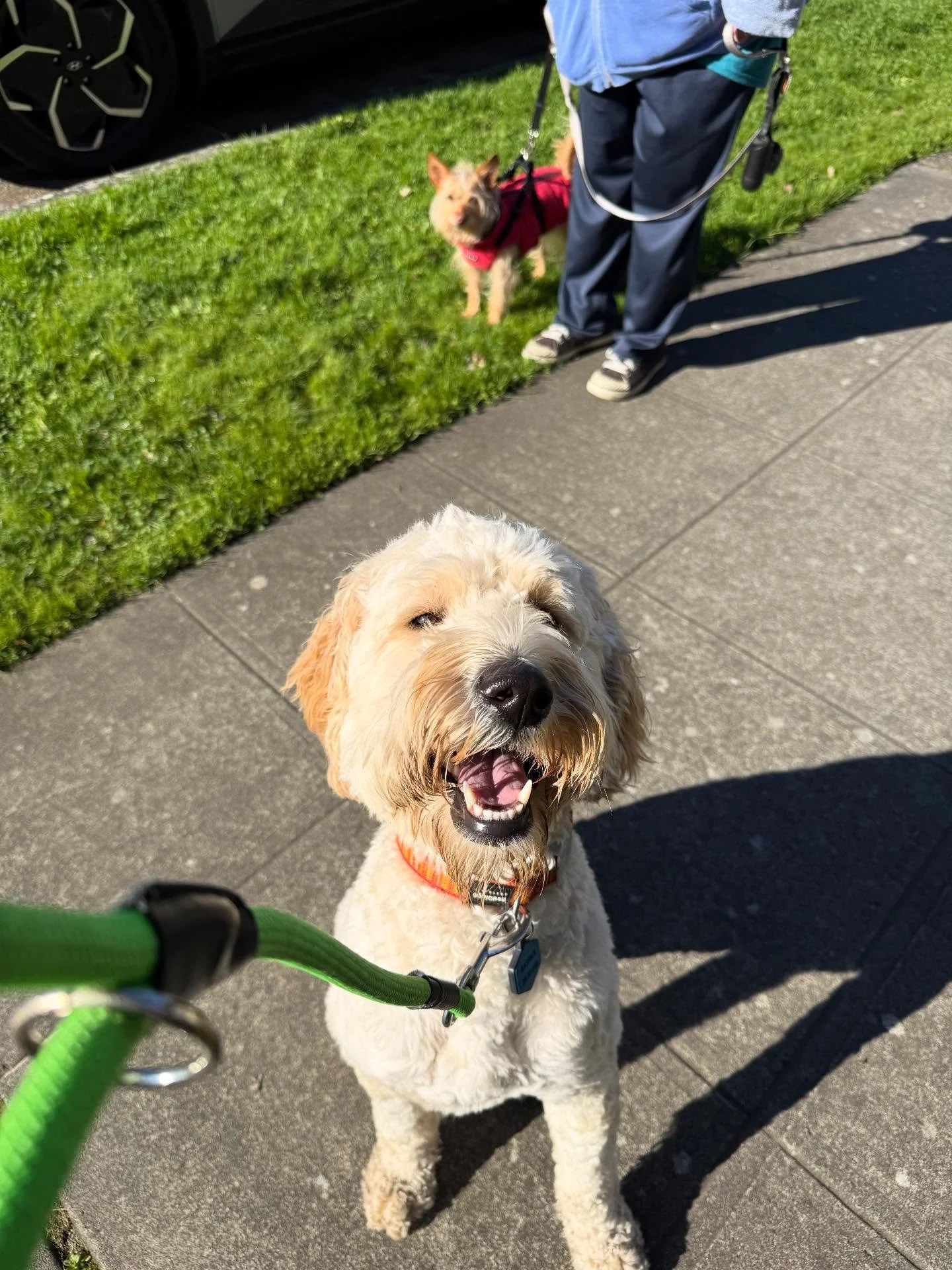 Here&rsquo;s Daisy and Molly! Molly is a very nervous rescue terrier who has come a long way since meeting her forever home and is finally ready to create new friends with clear protocols for support and guidance. Molly barked at every person and dog