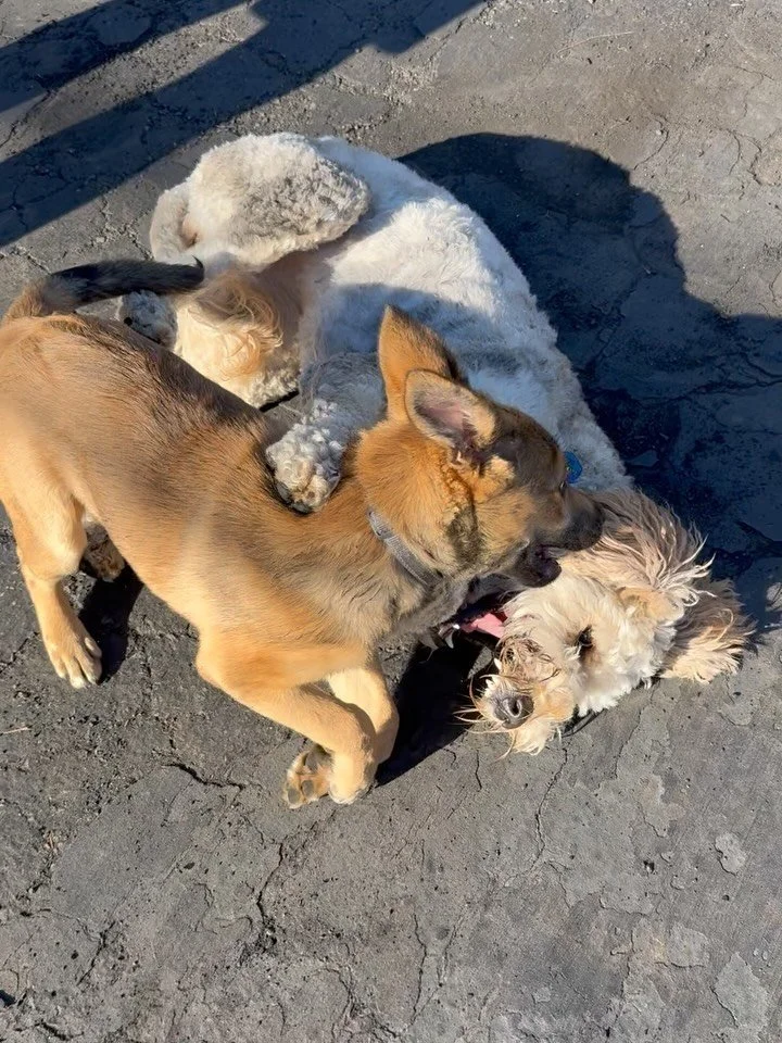 Here&rsquo;s Daisy and Pepper! Pepper is a 4 month old Carolina/Shepherd who is initially nervous and barking to see Daisy but after slow introductions loved chasing and wrestling her for maximum play and satisfaction. His recall, potty training and 