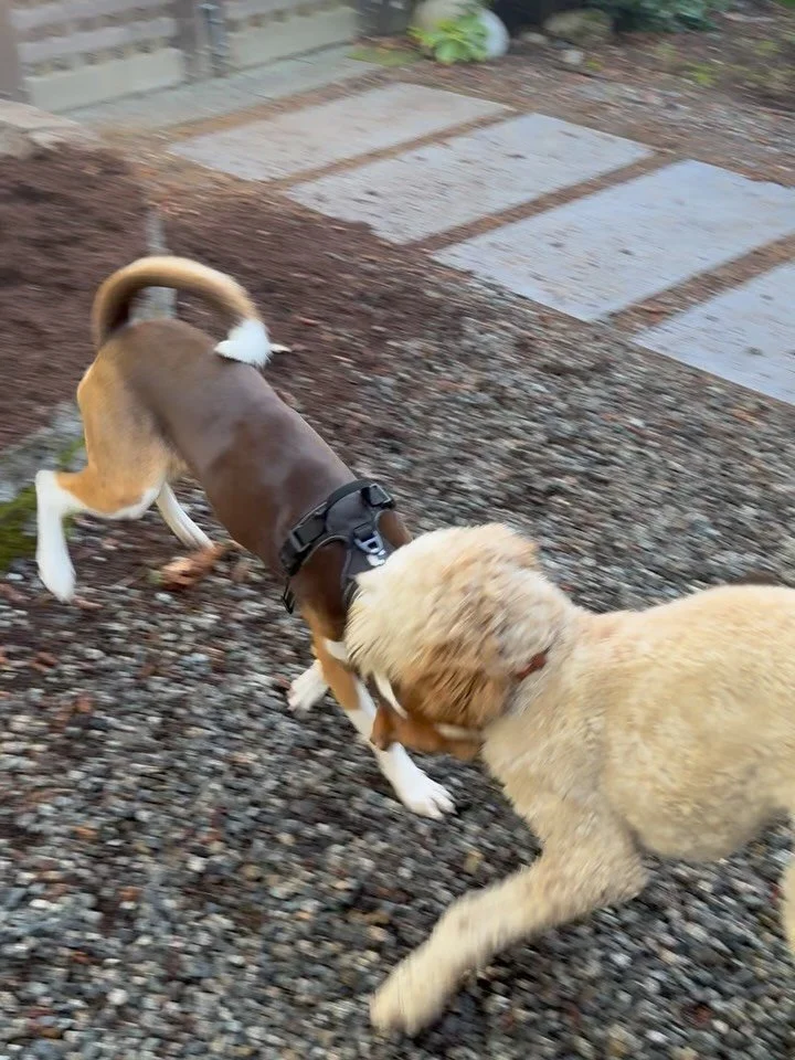 Here&rsquo;s Penny! A 1 yr old Hound/Husky mix who is new to her forever home in just one month and educating owner of how best to support, motivate and lead her to overcome anxiety and uncertainty. Penny needs more time and awareness to achieve posi