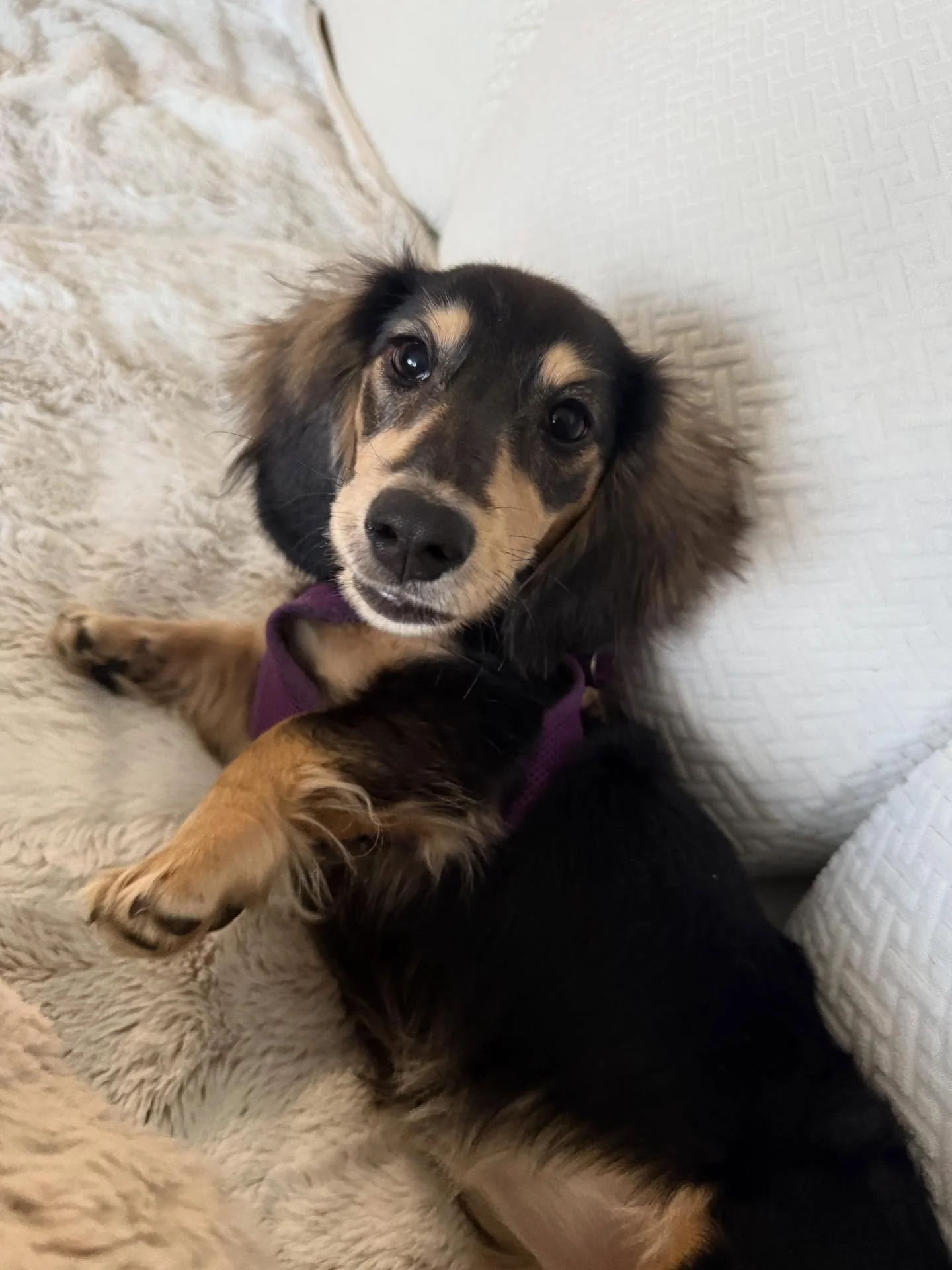 Here&rsquo;s Willow! A 5 month old Mini Dachshund who a friendly and active puppy who has been challenging her owner when separated in her pen or crate. She loves other dogs and educated owner on ways to enrich her walks with more tools to effectivel