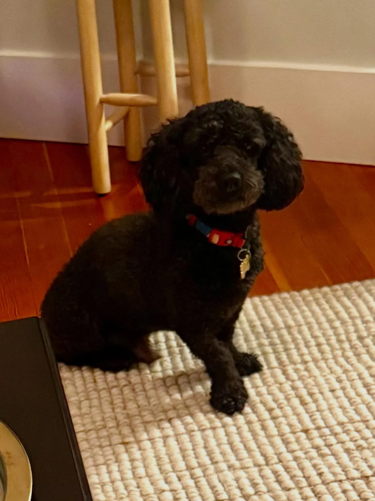 Here&rsquo;s Fridge! A 3 yr old Mini Poodle who is sensitive, discerning, reserved and requires lots of time, space and patience to warm to humans. Educated his owners on best strategies to support and manage demand barking early in the morning and a