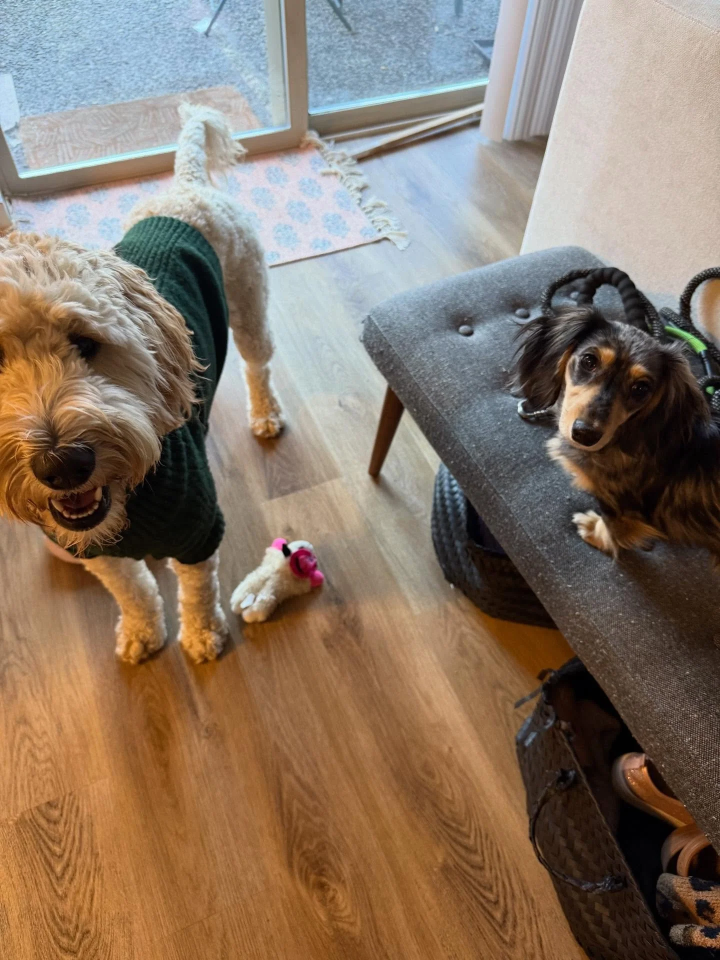 Here&rsquo;s Daisy and Daisy (7 mo old mini Dachshund)! These two met for the first time to help her socialization and add more interest and engagement on leashed walks. Educated owner on how best to reinforce good potty habits and pen training for g