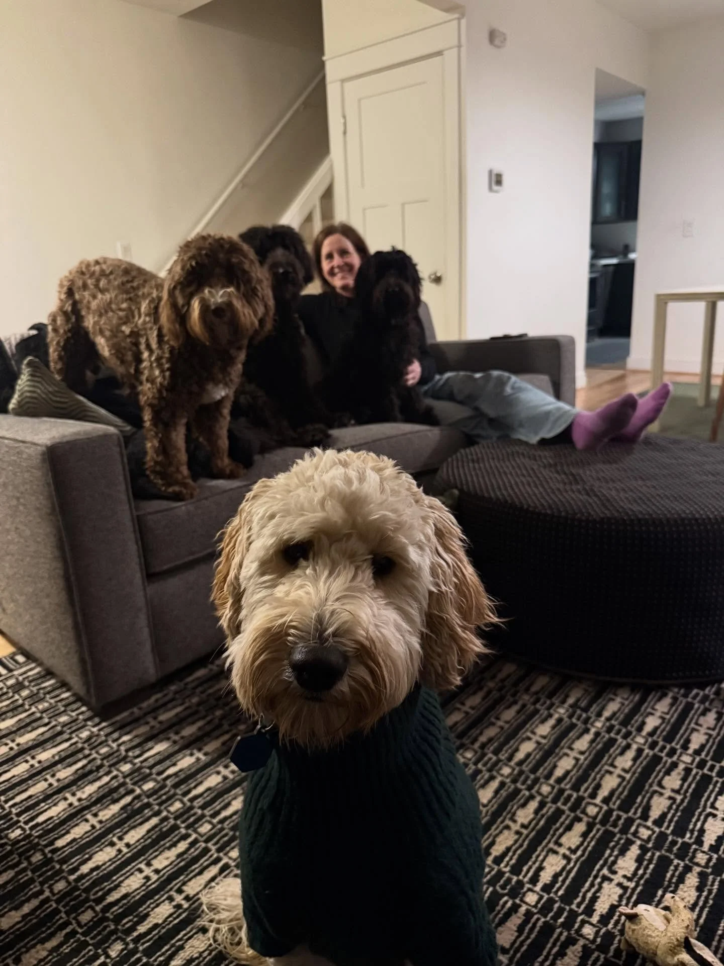 Here&rsquo;s Daisy and Georgia (1), Jonah (4) and Rumi (2)! This full house began with a very nervous and sensitive Jonah and seen so many positive improvements to his confidence with the arrival of her siblings. Managing alert barking, new feeding r