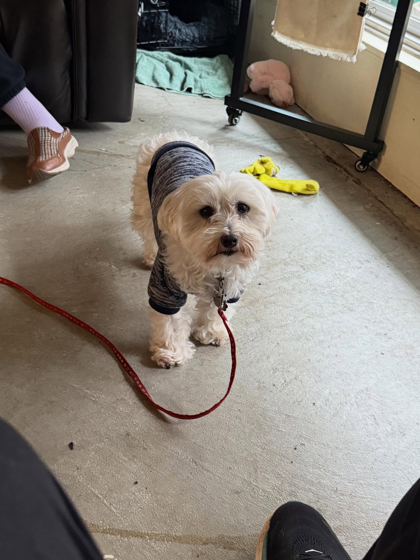 Here&rsquo;s Luna! A 6 yr old Maltese who&rsquo;s been in a puppy mill her entire life and is learning how to be in her forever home without stress barking and lunging to the male owner and reacting nervously to random sounds and direct eye contact. 