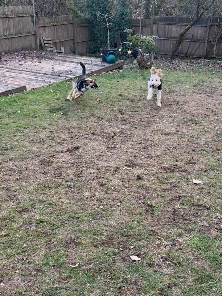 Tilda is an 11 mo old Border Collie mix who has been tentative and anxious adjusting to urban life and her first time meeting Daisy led to a successful walk and eventual play! Educating owners how to listen and provide slow exposure to improve her pr