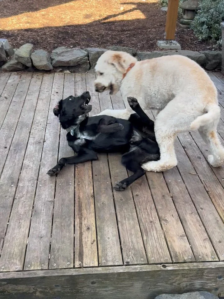 Obi is a nearly 2 yr old Heeler/Lab mix who has a very successful play date w Daisy in his home as I showed his owners how to best prepare for a successful introduction! These two were a perfect match and also introduced agility training as well for 