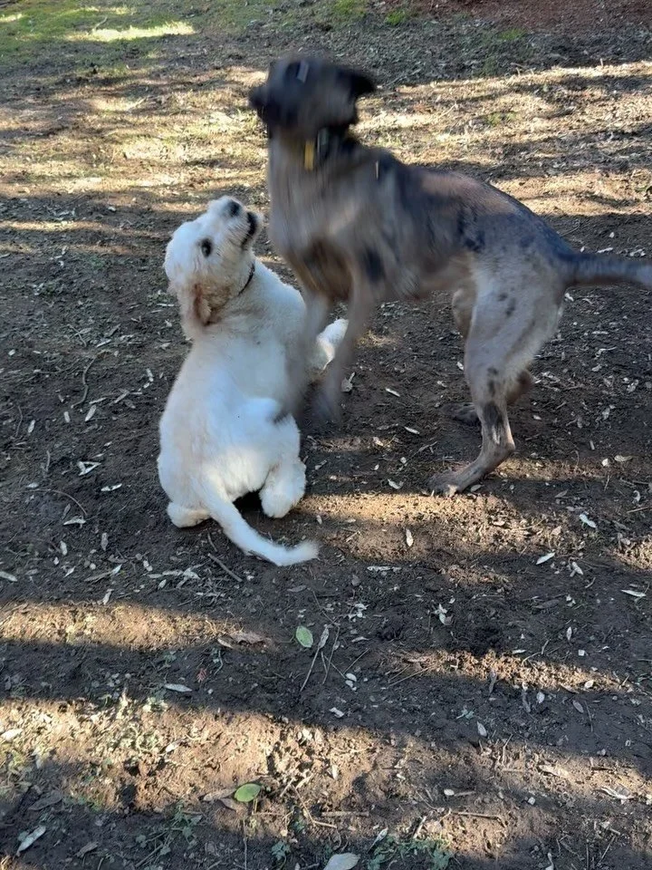 Here&rsquo;s Daisy and Luna! Luna is a nearly 2 yr old German Shepherd mix who just recently moved to a new home and adjusting to her surroundings. This created alert and nervous barking and a great play session was what she needed to assist in the t