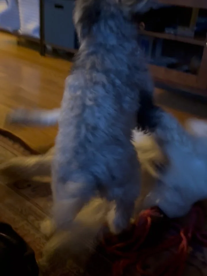 Here&rsquo;s Ziggy! He&rsquo;s a very calm and intelligent 11 week old Moyen Poodle who&rsquo;s having his first play session with an adult dog and getting great mentoring and modeling from Daisy! Basic training with potty, crate and pen are advancin