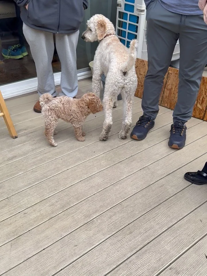 Fabio is a 9 week old Mini Goldendoodle to a first time dog family and in the throes of puppy training. He was able to meet Daisy for the first time and is doing well with potty, crate and pen training. Educating family of meeting his essential needs