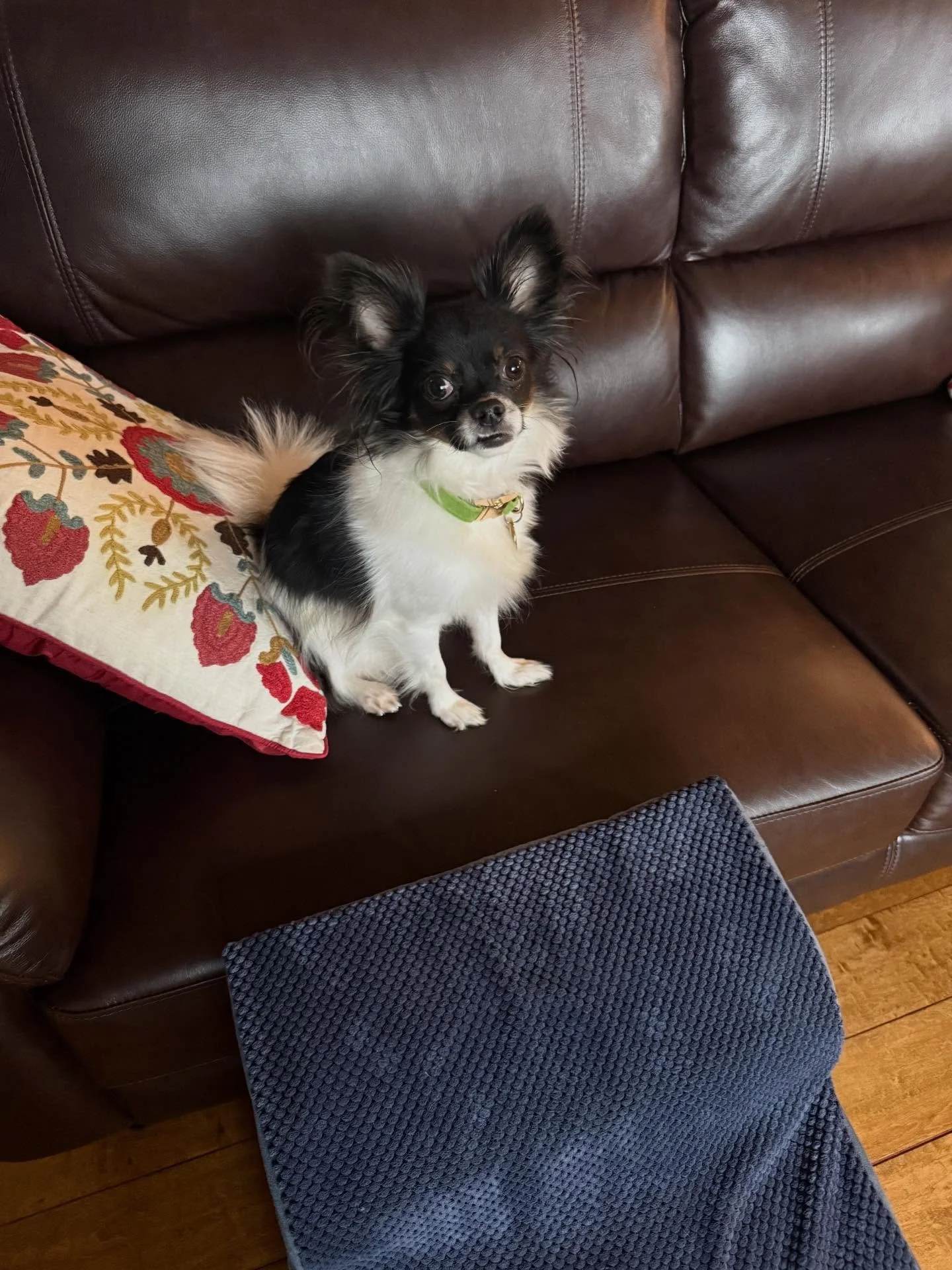 Here&rsquo;s Coco! A 2 yr old Chihuahua who is learning skills to reduce territorial barking, potty training and is generally friendly and receptive to conditioning for more patience and delayed gratification. Coco picks up skills quickly and motivat