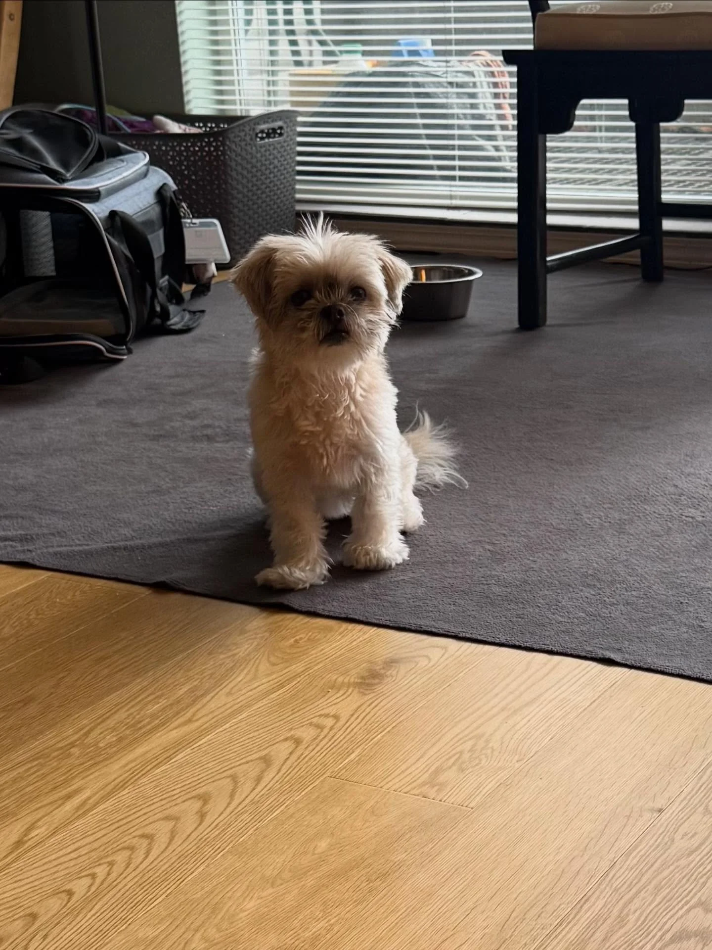 Here&rsquo;s Only! A now 4 yr old ShihTzu who has come a long way in her new home to gaining more confidence, better potty habits, managing anxiety to fireworks and separation, spending time with Daisy and beginning to visit outdoors more in her carr