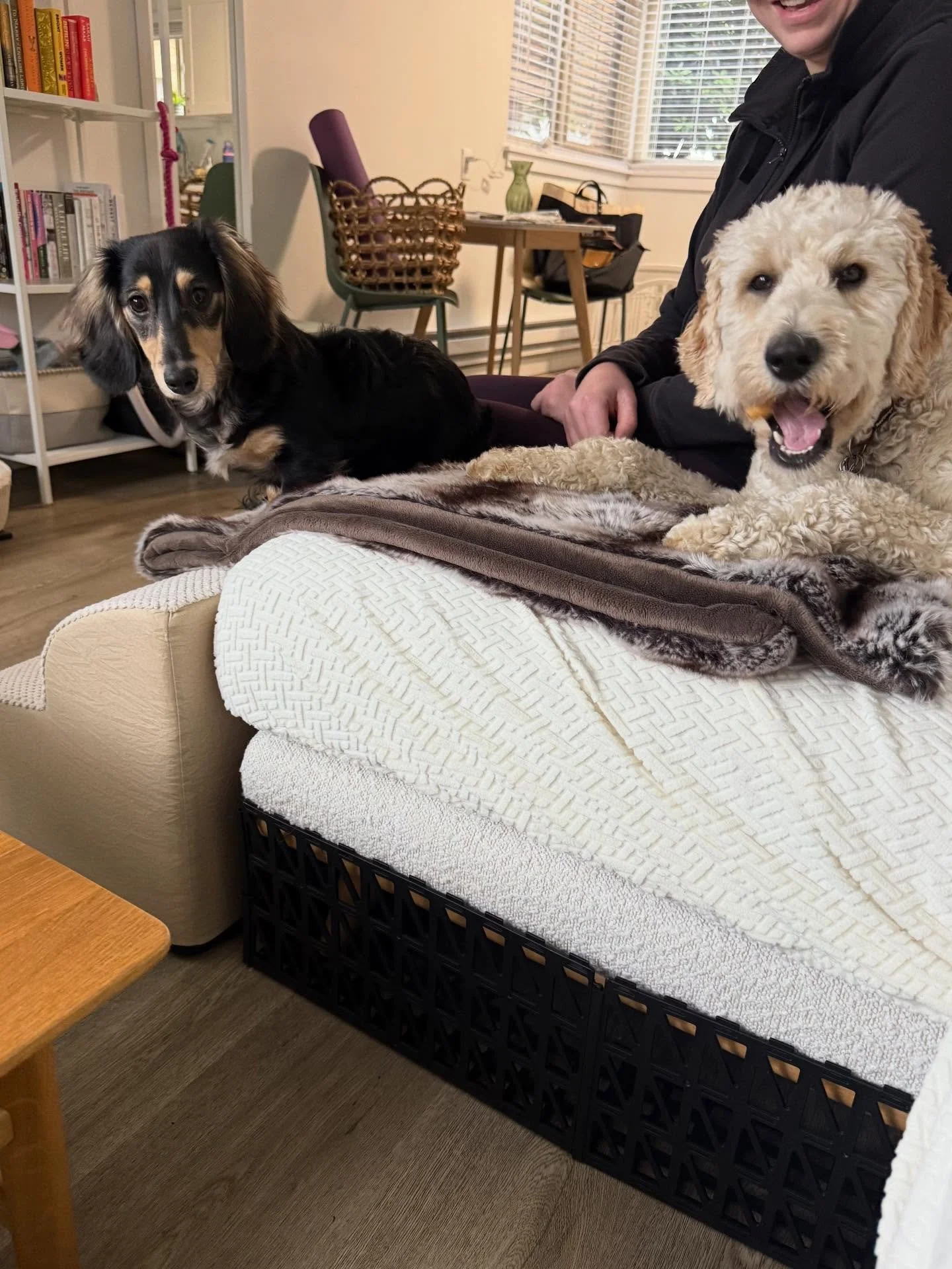 Here&rsquo;s Willow (6 mo Mini Dachshund) and Daisy! Willow barking persistently whenever left alone but after a recent daycare outing was exhausted and very tolerant when left alone. Owner now coordinating a community of dogs to arrange play dates t