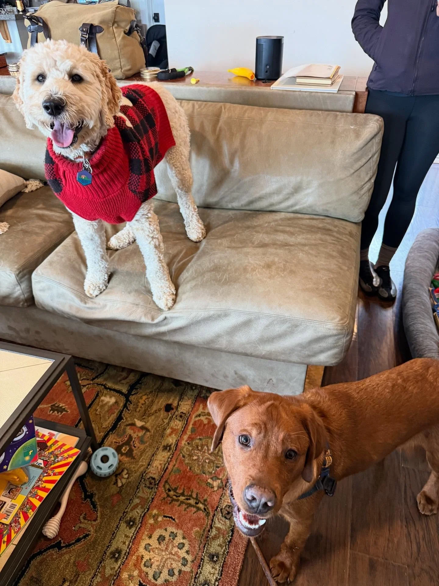 Here&rsquo;s Daisy and Finn! Finn is a 6 month old Red Fox Lab who is jumping, mouthing, gets excitable around the kids and barks persistently when left alone. Managing his arousal, separation training and more consistent boundary setting an essentia