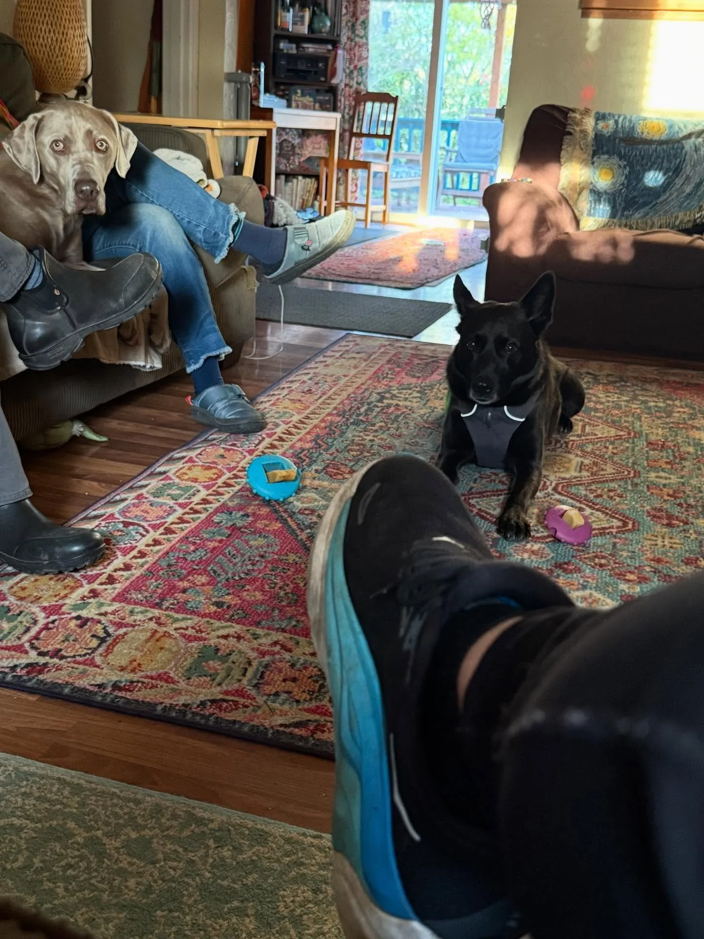 Here&rsquo;s Silas (4) and Kazak (6)! Kazak is an Australian Shepherd/Cattle Dog mix whose reactivity and tendency to nip guests and dog walkers make it challenging to entertain and attach his harness and leash. Educated owners how to communicate, su