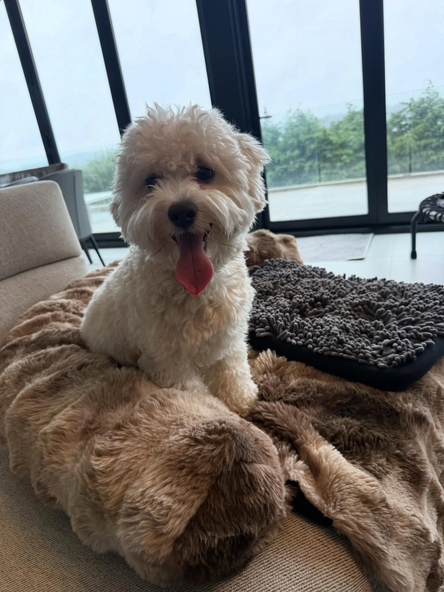 Here&rsquo;s Teddy! A 20 month old Maltipoo who tends to nip people when he is aroused and becomes more demanding for attention. Family challenged especially when he engages with their 10 yr old son making it hard to share space at times. Educated ow