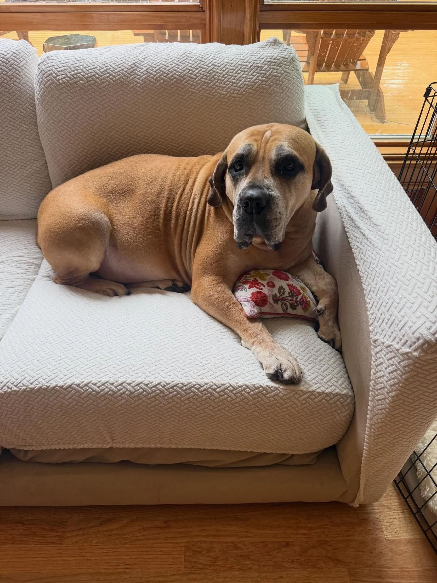 Here&rsquo;s Athena (5 yr old Boerbel) and Minerva (2.5 yr old Malamute)! These two had conflict over a food resource which caused the family much stress and assisting them in managing this behavior in the future. Both dogs do very well with consiste