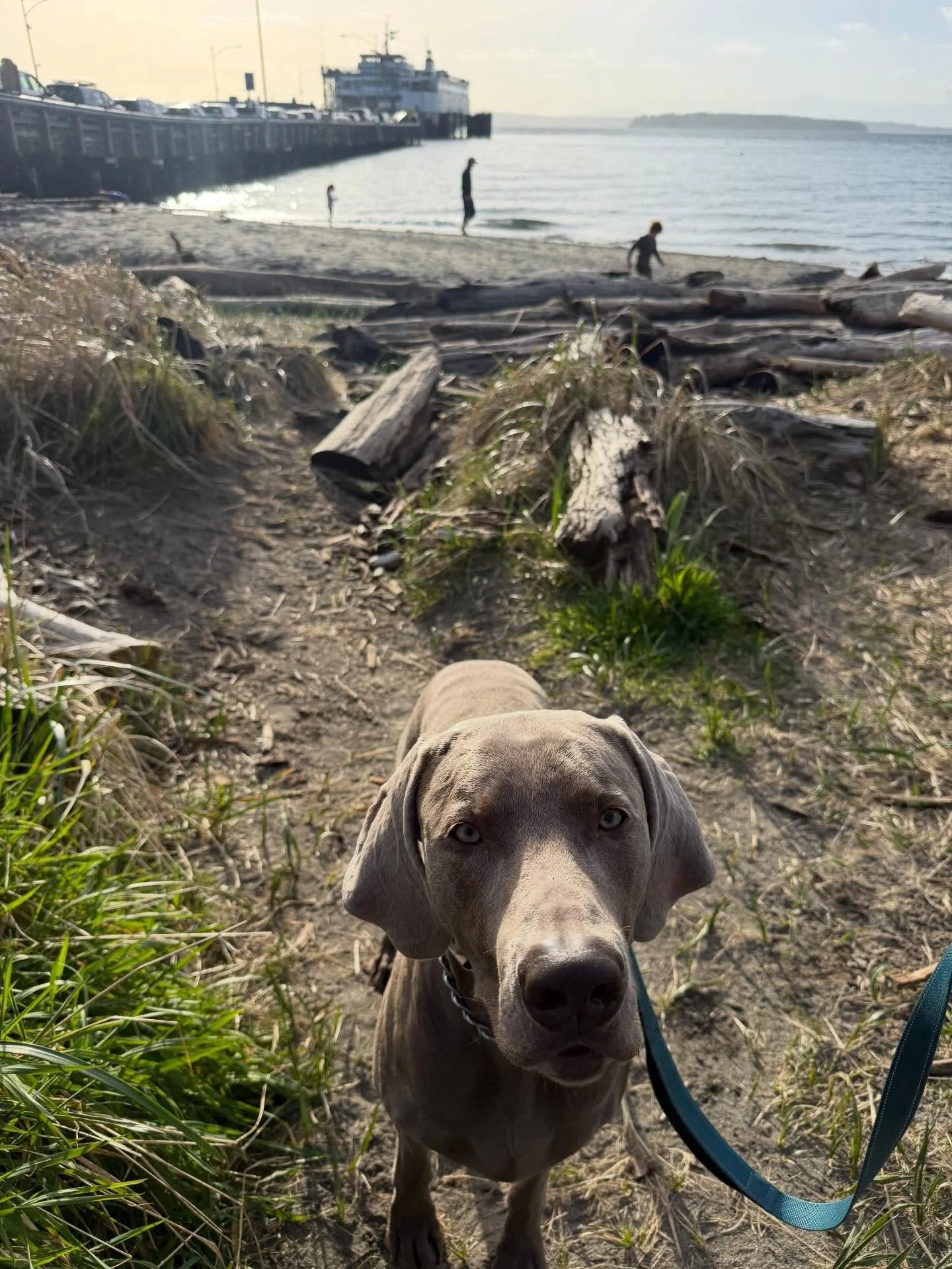 Here&rsquo;s Otto! He&rsquo;s a 22 month Weimaraner who is reactive to all puppies and is very strong and nearly 100 pounds. Educating owner on ways to best support, teach and manage his emotions for proper leash management and communication. Otto un