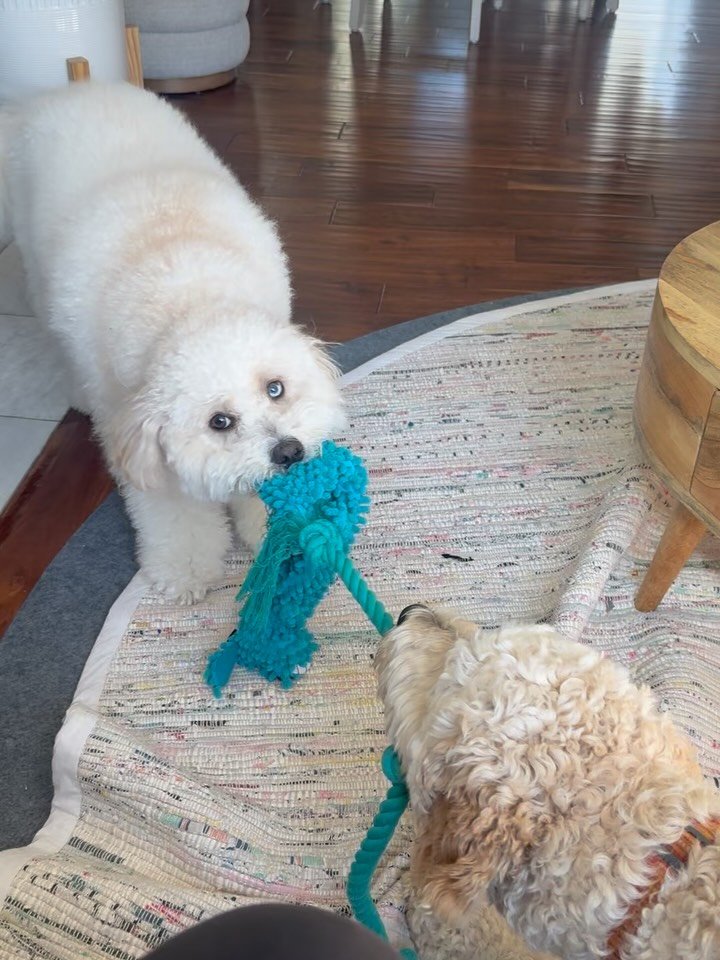 Here&rsquo;s Knute and Daisy! Knute is a 2+ yr old Bernadoodle who was persistently jumping on family and guests as well as barking when I initially started training. Since then his regularly scheduled walks and timely training involved meeting and p