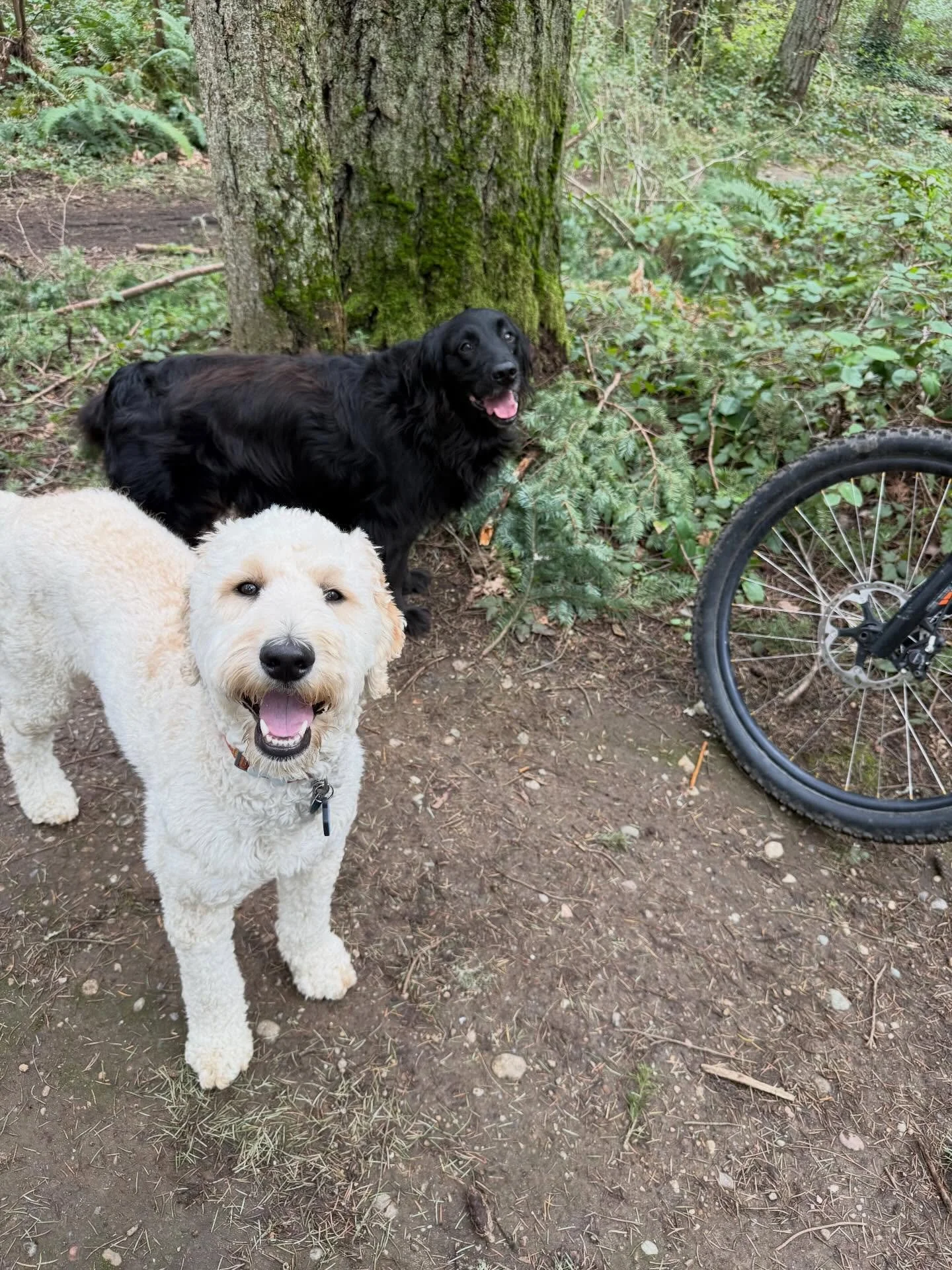 Here&rsquo;s Daisy and Greta! These two love to run when we mountain bike in the park over numerous jumps, trails and foliage! Their love for nature, freedom and companionship gives them and us lots of exercise and satisfaction, even in the rain! #mo