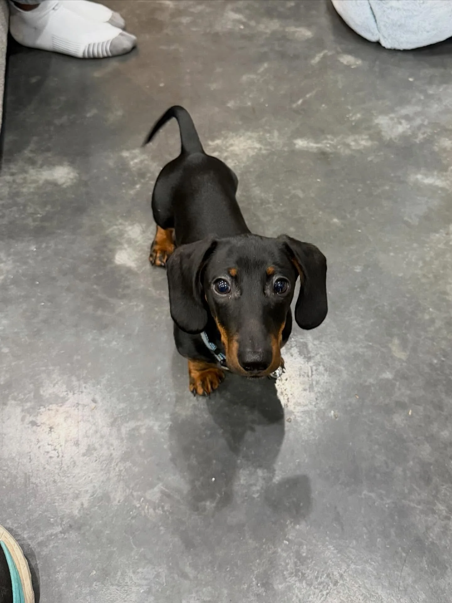 Here&rsquo;s Snickers (10 week old Mini Dachshund) and Giggles (11 yr old Yorkie/Poodle mix). Snickers is learning potty training, pen and separation training as well as arousal/boundary lessons to manage his energy and demand behaviors. Educating fa