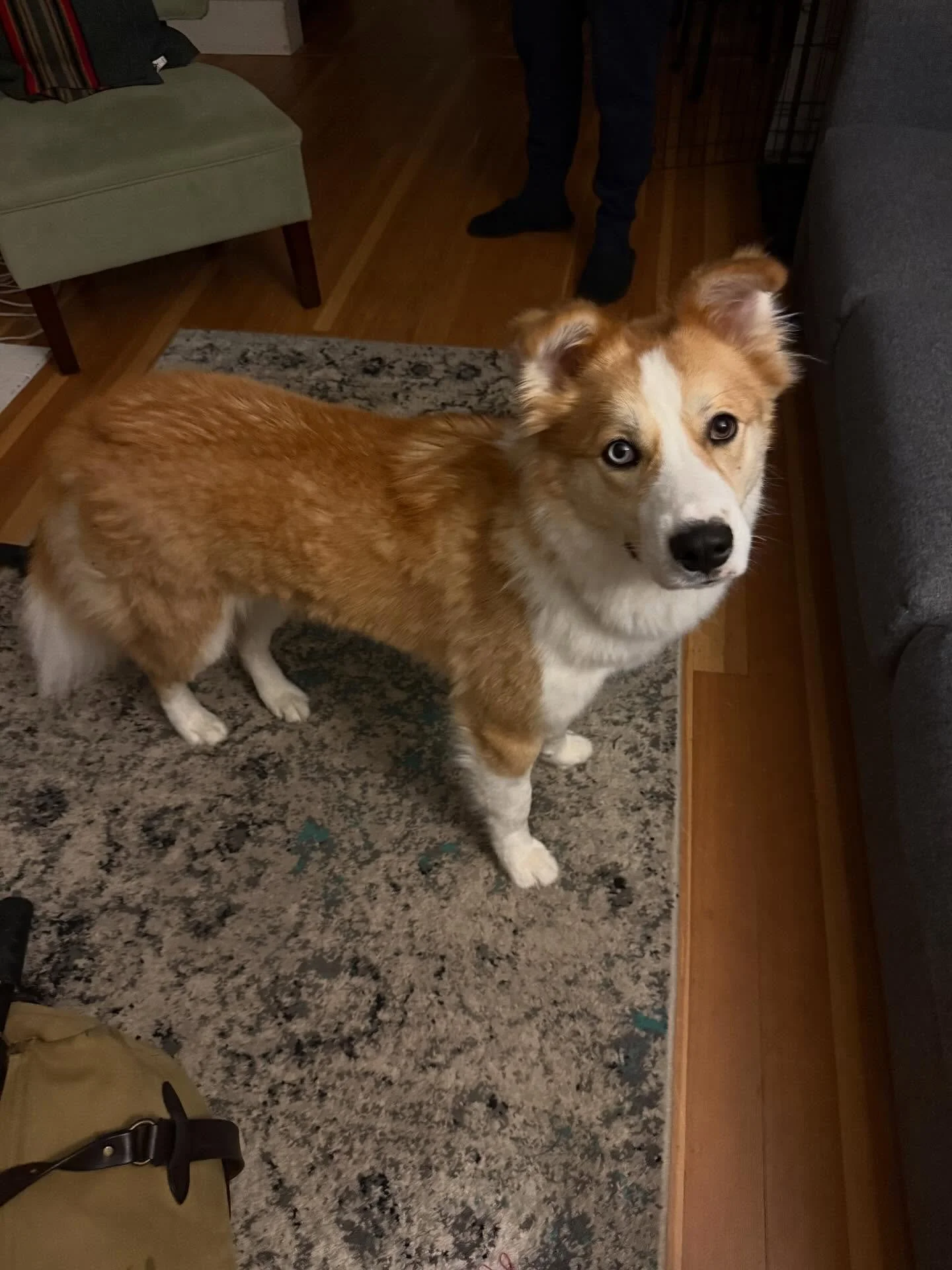 Here&rsquo;s Valley! A 13 month Husky mix who gets mouthy, jumpy and has challenges managing her arousal combined with her separation anxiety. Educating owners how to manage her more consistently and teach her skills to work harder as she matures to 