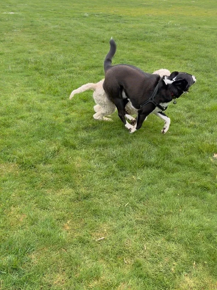 Here&rsquo;s Hondo! A Pitbull/Husky mix who was originally reactive on leash and very sensitive to other dogs to now becoming more connected, calm and more responsive when supported appropriately. Daisy was the first dog he has truly played with and 