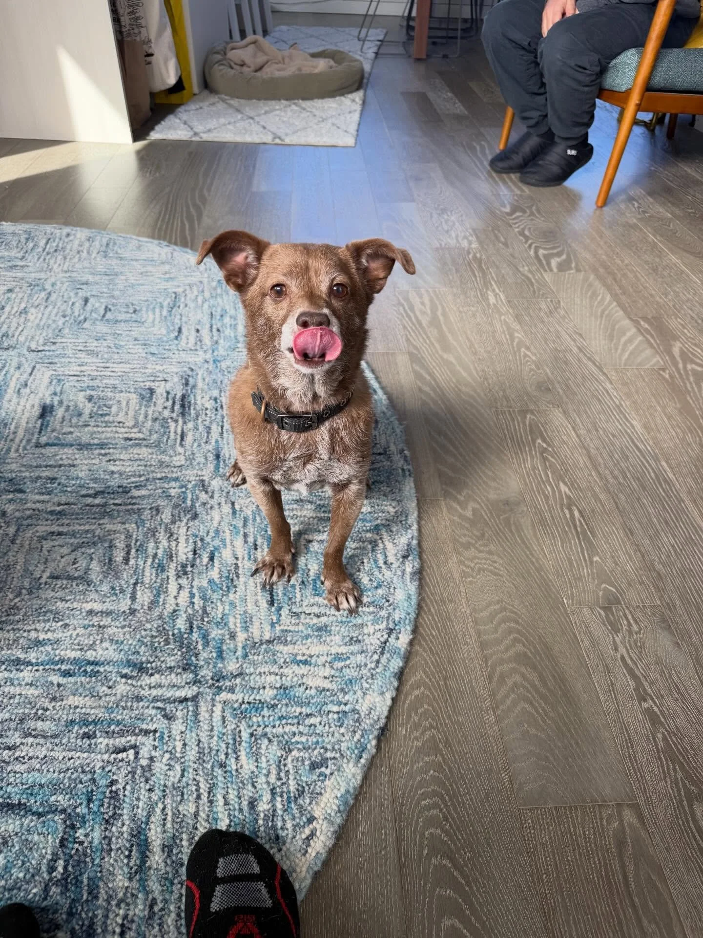 Here&rsquo;s Brownie! An 11.5 yr old Terrier/Chihuahua/Dachshund mix who has anxiety and reactivity to dogs and people inside and outside the home. Preparing her to travel overseas is also a priority in the coming months so conditioning to her carrie