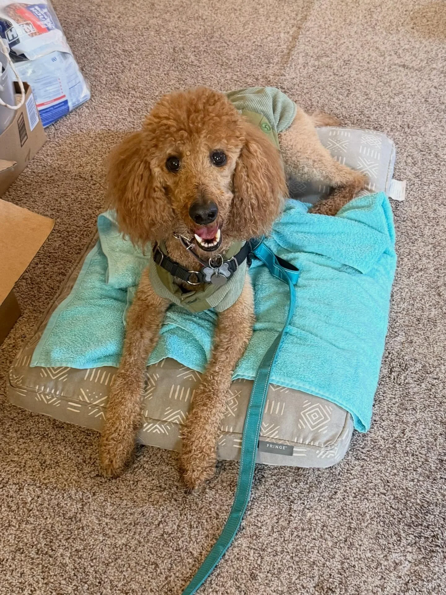 Here&rsquo;s Pumpkin! A 5 yr old Standard Poodle who is sweet tempered but reactive to dogs and people visiting her home. She is more challenged with men more than women and educating owner how best to communicate, lead and teach her how to manage ne
