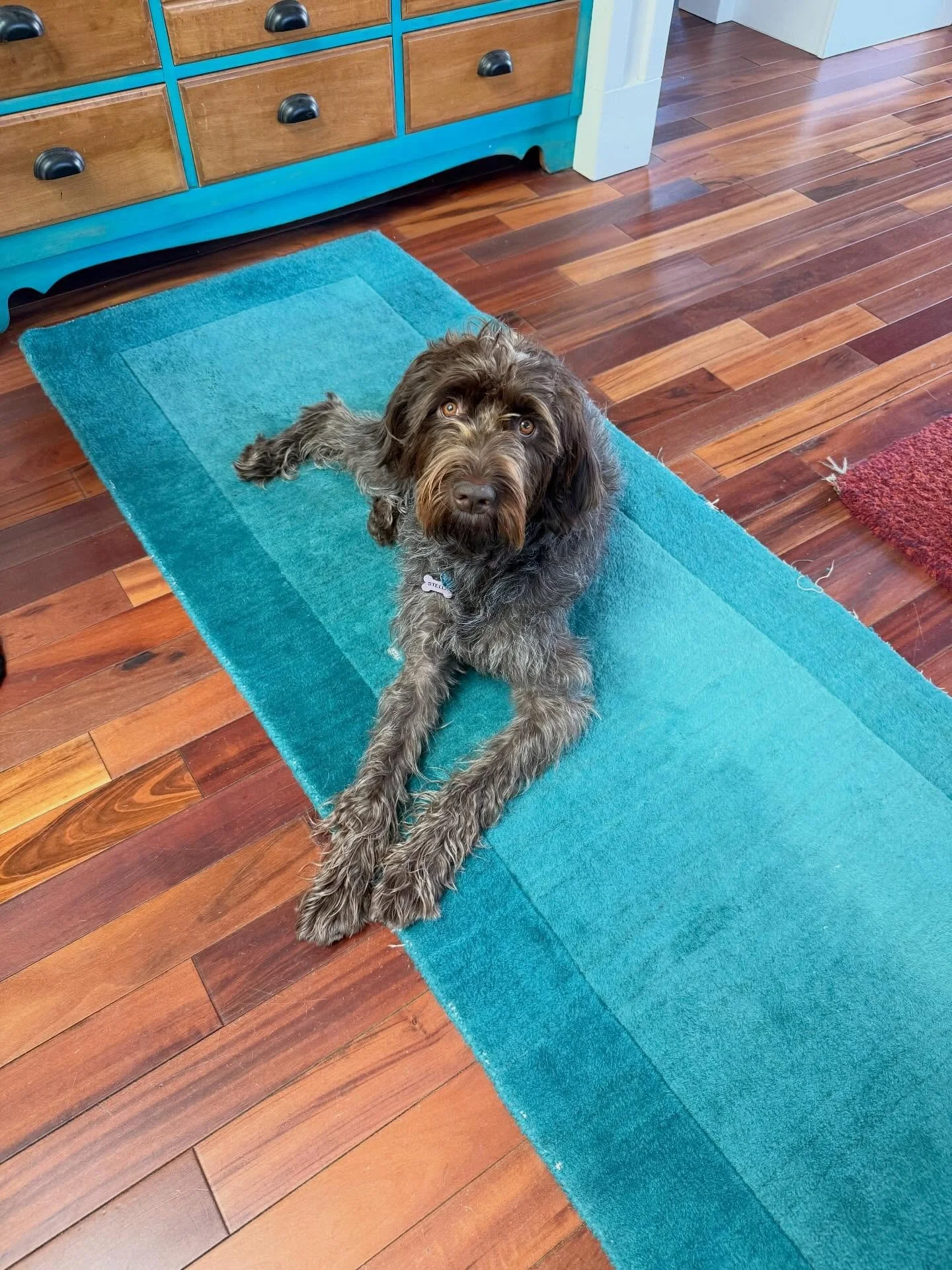 Here&rsquo;s Stella! A friendly 2 yr old Wirehaired Pointing Griffon who learned strategies to manage alert barking, visitor arrivals to manage arousal, leash communication and pulling and recall training. She was receptive to all these new concepts 