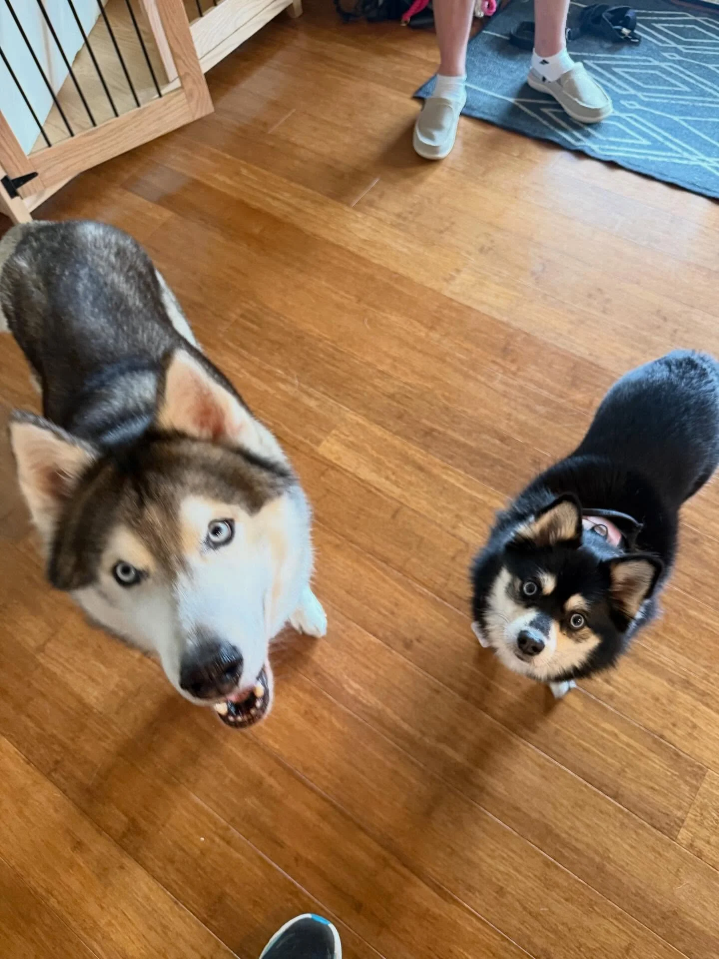 Here&rsquo;s Meeko and Marvel! Meeko is a 7 yr old Siberian Husky who has challenges in meeting other dogs, alert barks when other dogs pass by the house, competes at times with Marvel, barks when visitors enter the home and scratches the carpet and 