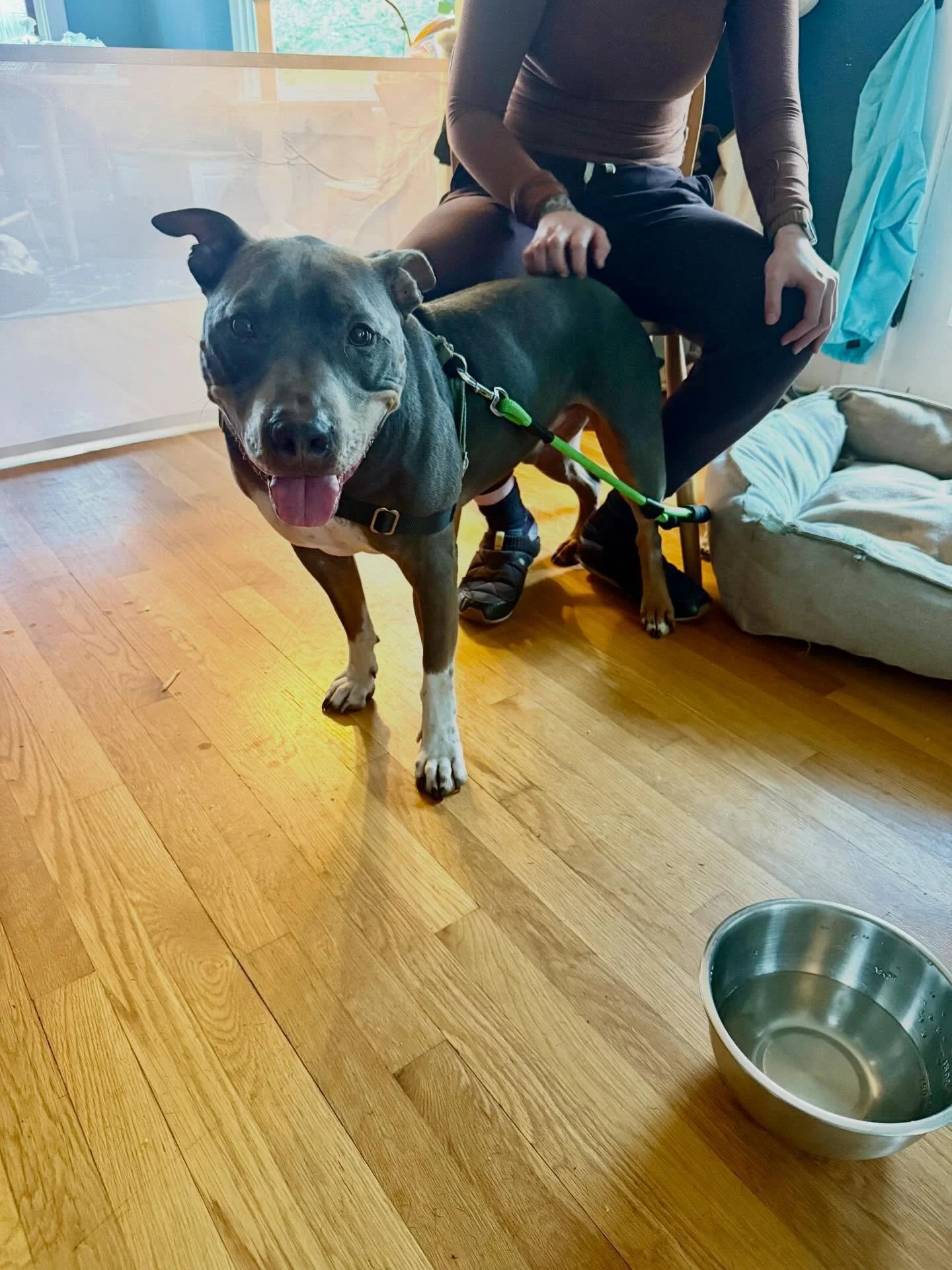 Here&rsquo;s Roland (6.5 yr old Amstaff) and Evie (13 yr old Pit)! I first saw these two nearly 6 years ago and much has changed over time. Managing their interactions, establishing greater boundaries and setting conditions to have Roland work to man