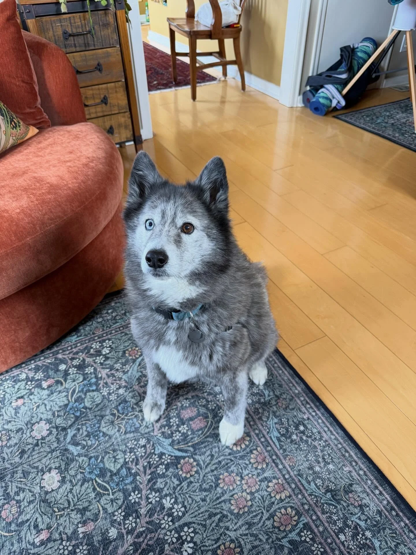 Here&rsquo;s Scout (12 yr old Husky/Pomeranian) and Buddy (12 yr old Chihuahua)! Scout exhibits excessive and persistent barking, anxiety and repetitive behaviors causing continual disruption and frustration. Educated owner how to set clear boundarie