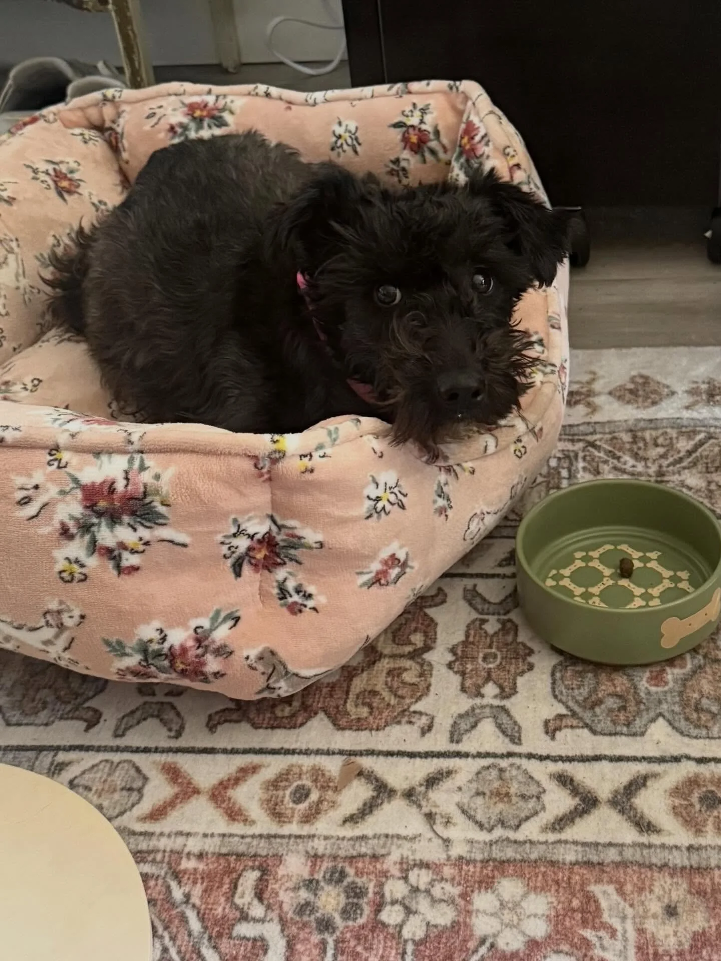 Here&rsquo;s Cricket! A 2 yr old Mini Schnauzer who is a very new adoptee who moves very slowly to finding her forever home and adapting to her new surroundings with patience and lots of reassurance. Her new owner now understands how to introduce fun