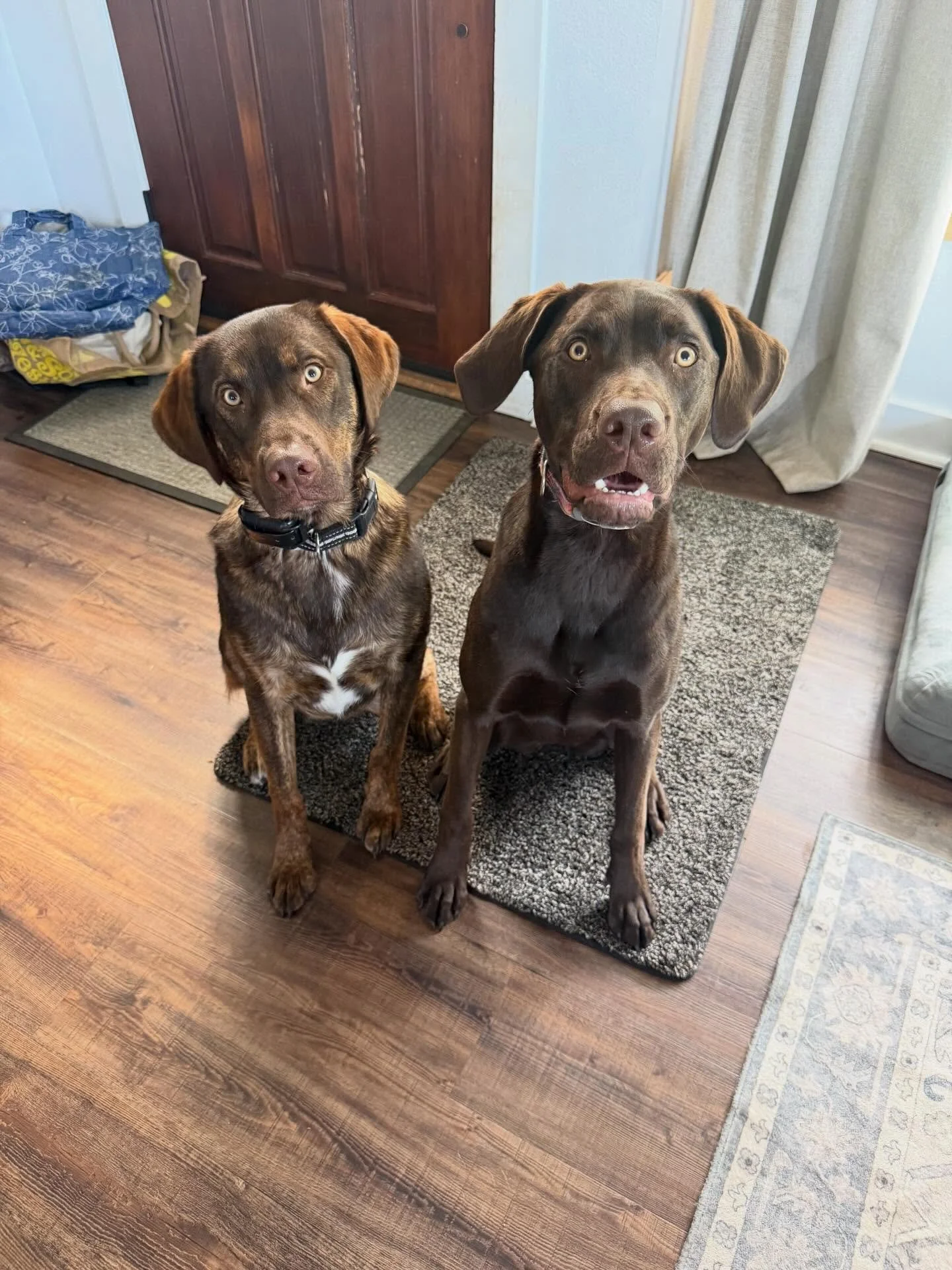 Here&rsquo;s Loch and Lanai! A bonded pair who are both 1 yr old Lab/Pit/Shepherd mixes who alert bark at the fence, pull on leashed walks and play hard inside to manage their arousal and distractions outside. Educated owners how to set effective bou