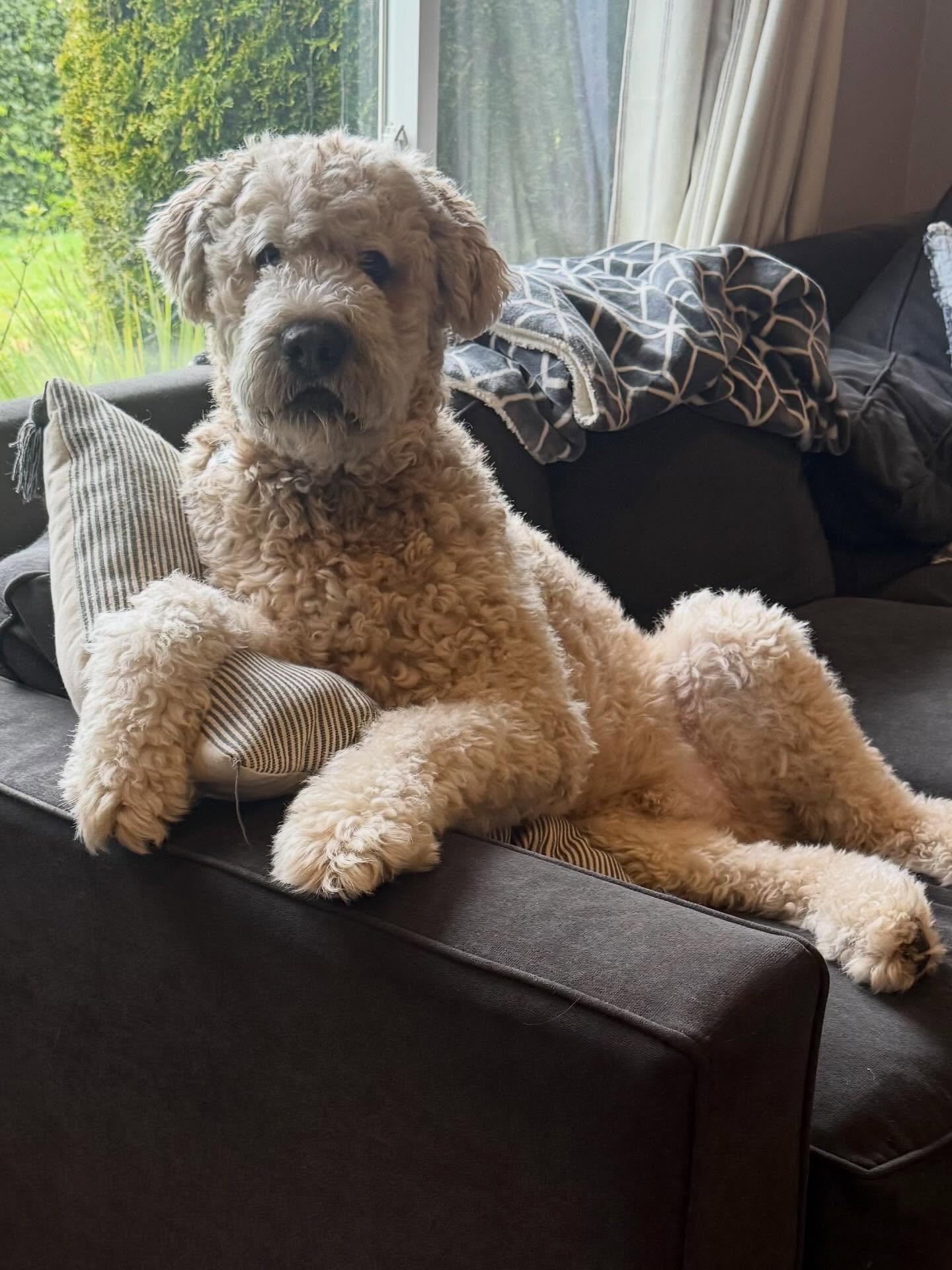 Here&rsquo;s Banner! A 5.5 yr old Bouvier des Flandres who gets overstimulated and barks at the TV, demand barks and alert barks to other dogs passing by the house and pulling on leashed walks. Educated owners of how to teach and set consistent bound