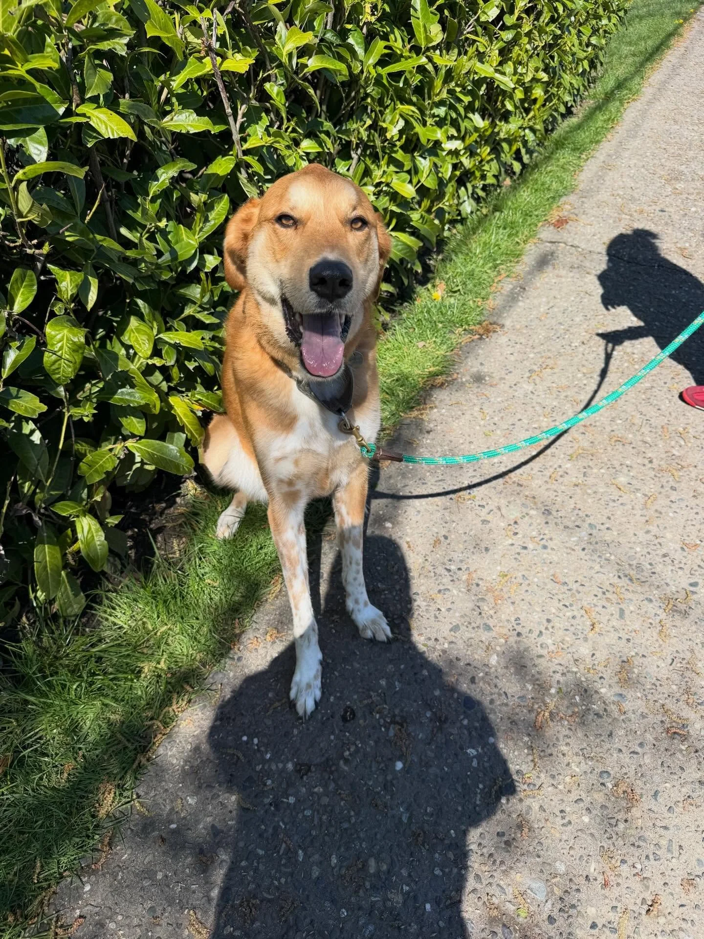Here&rsquo;s Addie! A now almost 6 year old Doberman/Great Pyrenees mix who has been dealing with some recent nerve issues while working on her connection during leashed walks while mitigating any potential accidents or reactions to other dogs. Educa