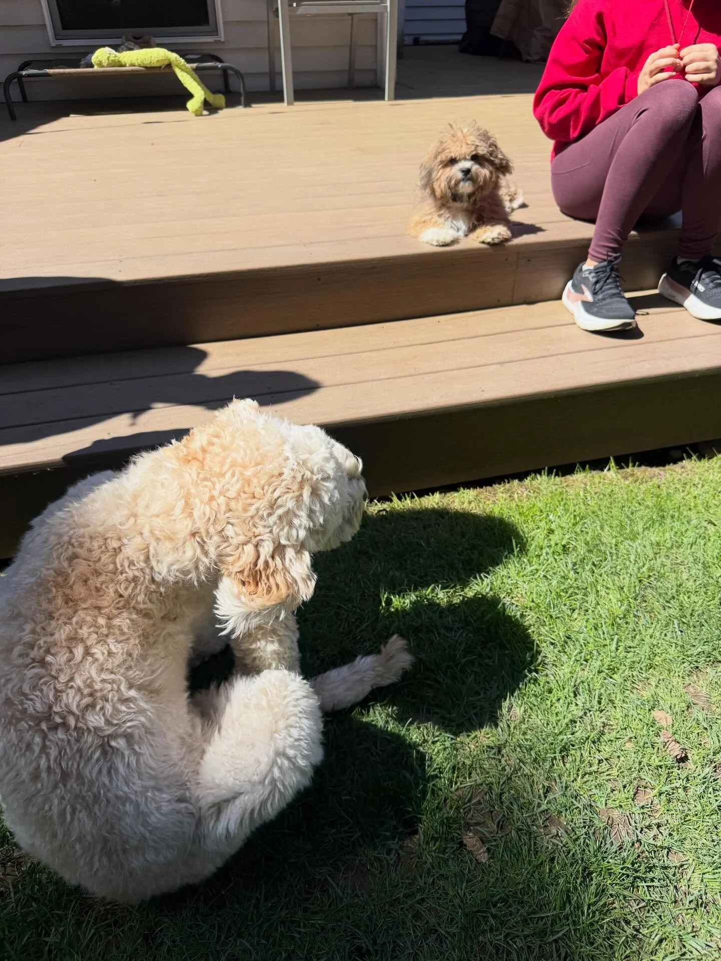 Here&rsquo;s Josie! A 5 month old Shichon who is learning basic puppy training skills while also having a 6 yr old older Shichon sister Emmie! Educated family about how to structure Josie&rsquo;s life in ways that promote more independence, resilienc