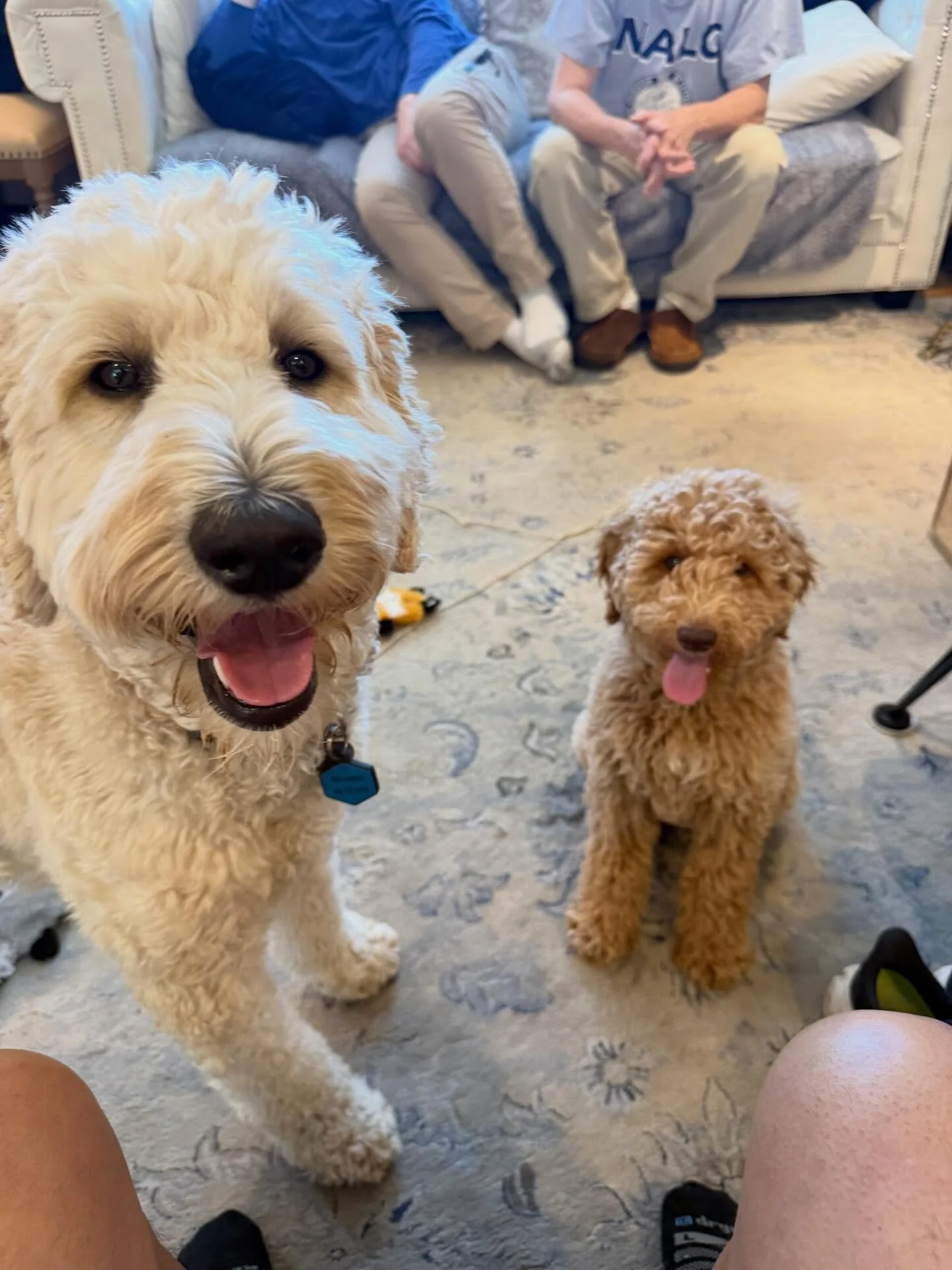 Here&rsquo;s Daisy and Fabio! Fabio is now 4 months old continuing his progress with his new family! This mini Goldendoodle is becoming more active and stretching his owners to work harder to keep up with his skills and manage his energy and nipping!