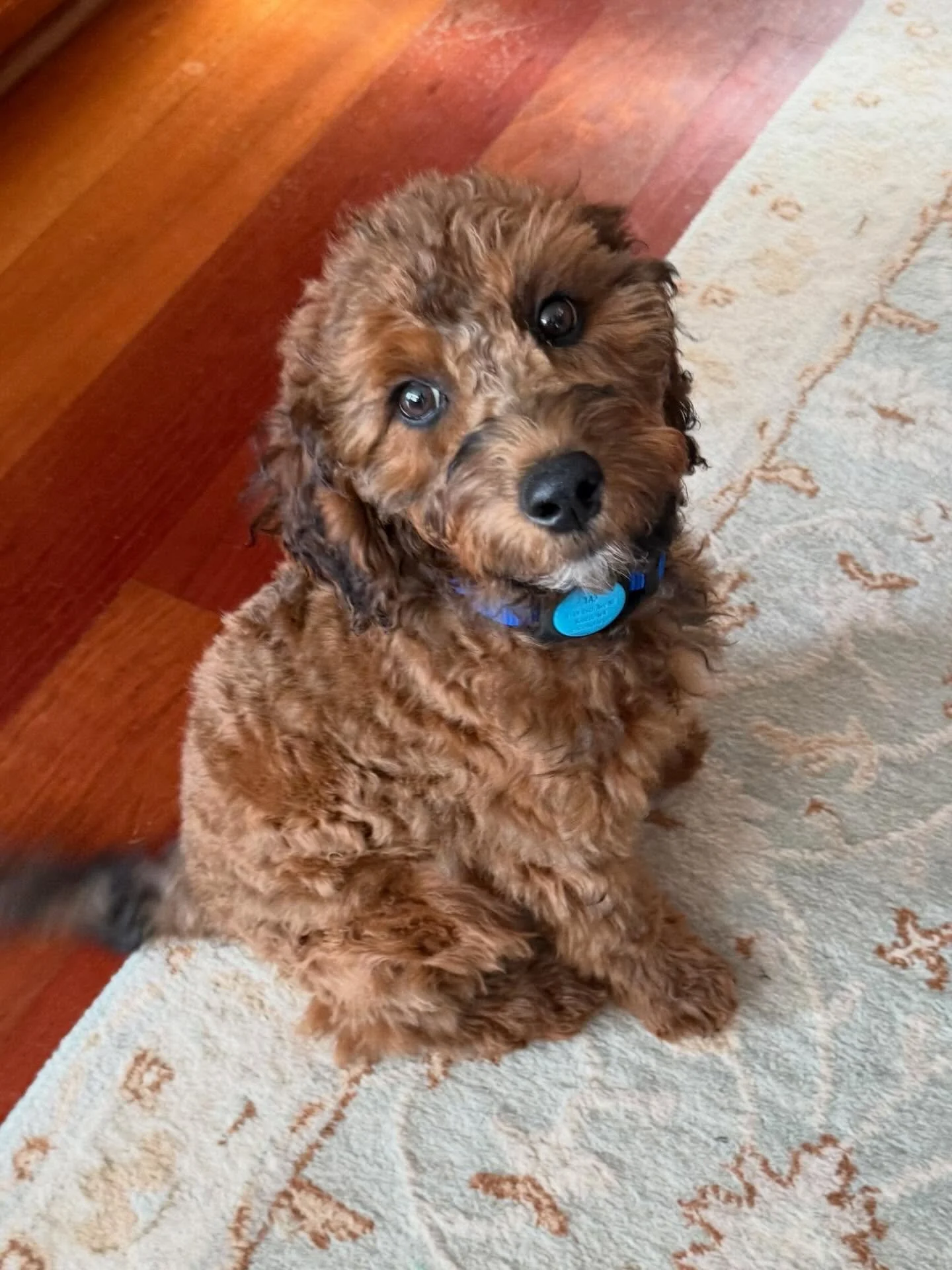 Here&rsquo;s Taj! A 12 week old Whoodle who just landed with his new home and family and providing new approaches and skills necessary for a strong foundation. Potty, pen and crate training will give the family new routines to increase his independen
