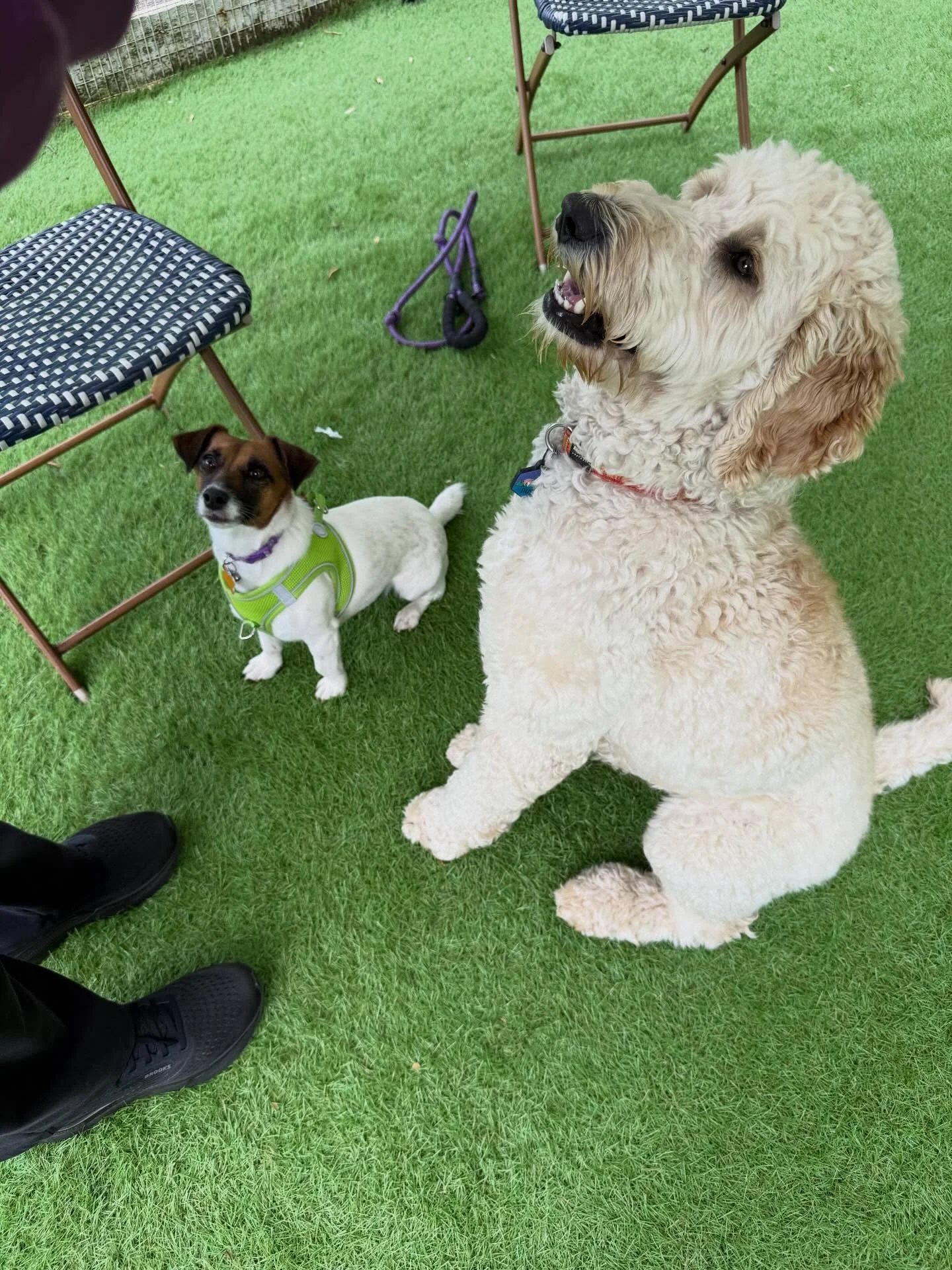 Here&rsquo;s Willow (4 yr old Jack Russell) and Daisy! This was the first in person training session over the past 6 months since we started over Zoom and her first time meeting Daisy and also experiencing off leash freedom in a new territory! The co