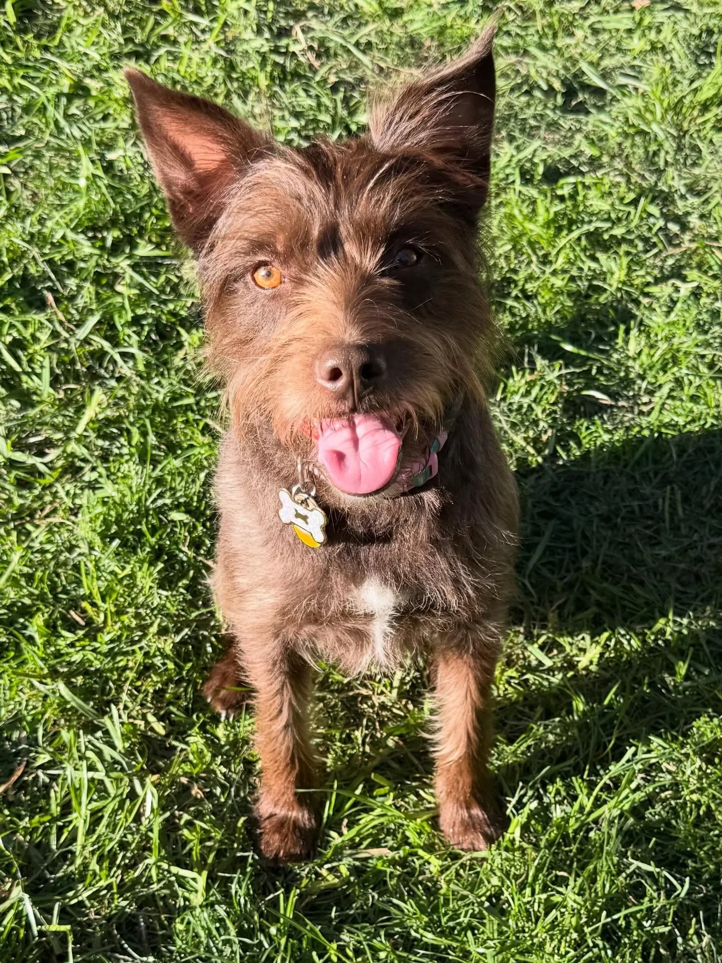 Here&rsquo;s Cinny! A 4 yr old Terrier whose family is looking for support on leash pulling, mental stimulation, reducing anxieties and unwanted chewing. Understanding her underlying motivations and providing consistent leadership will set a new foun