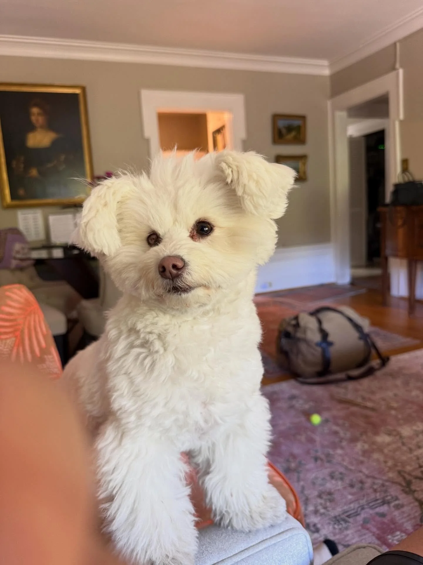 Here&rsquo;s Betty! A 4 yr old Pomeranian/Bichon mix who loves to go on walks, take her time sniffing, people watching and at times being introduced to other dogs. How she is introduced makes a difference in how she behaves and the relationships she 