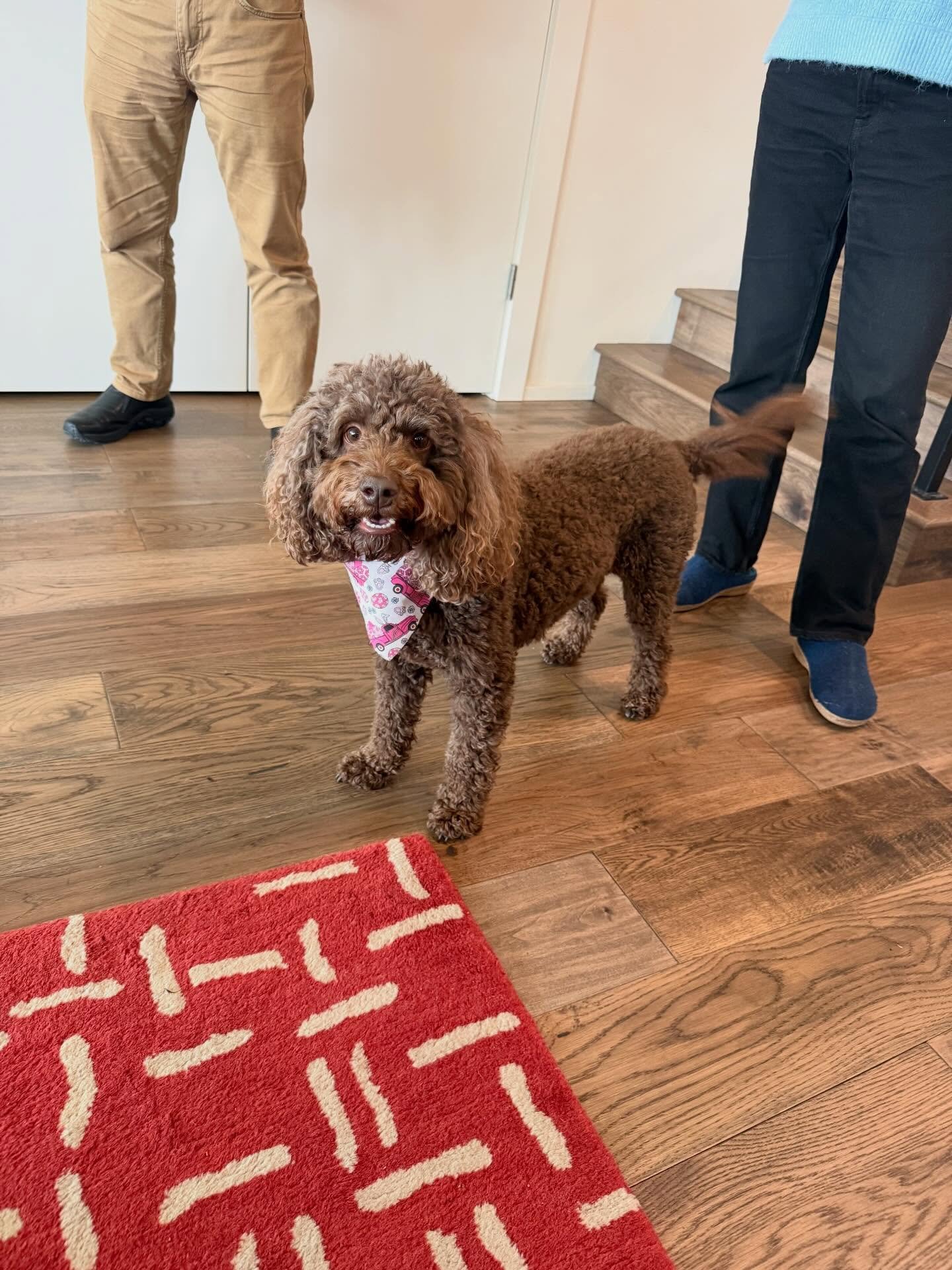 Here&rsquo;s Izzy! A 4 yr old Labradoodle who alert barks and rushes the front door and typically jumps on guests, demand barks for attention during meals and social gatherings. Educated owners how to create new protocols to teach her patience and se
