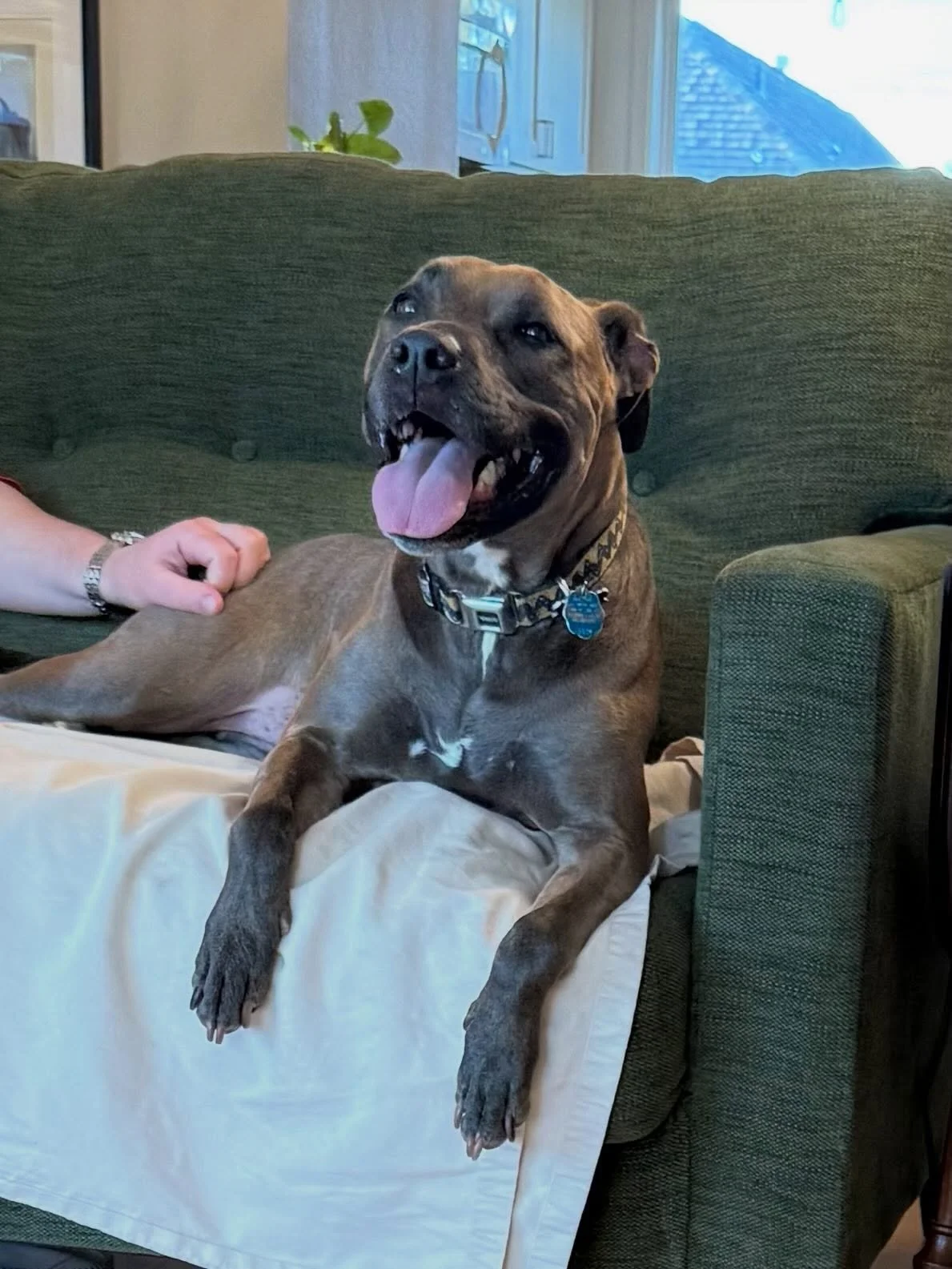 Here&rsquo;s Evie! A 7-8 yr old Pitbull mix who pulls hard and reacts on leash towards other dogs on walks. Educated family on how to engage and mentally stimulate her as they establish clear leadership and connection to her. Working on these fundame