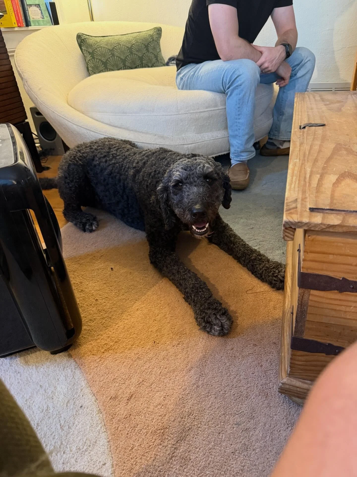 Here&rsquo;s Ella (4 yr old Goldendoodle) and Brian (12 yr old Labrador)! Ella becomes overexcited and constantly seeks attention and takes up personal space with persistence to a point that challenges her owners. Educated family how to set consisten