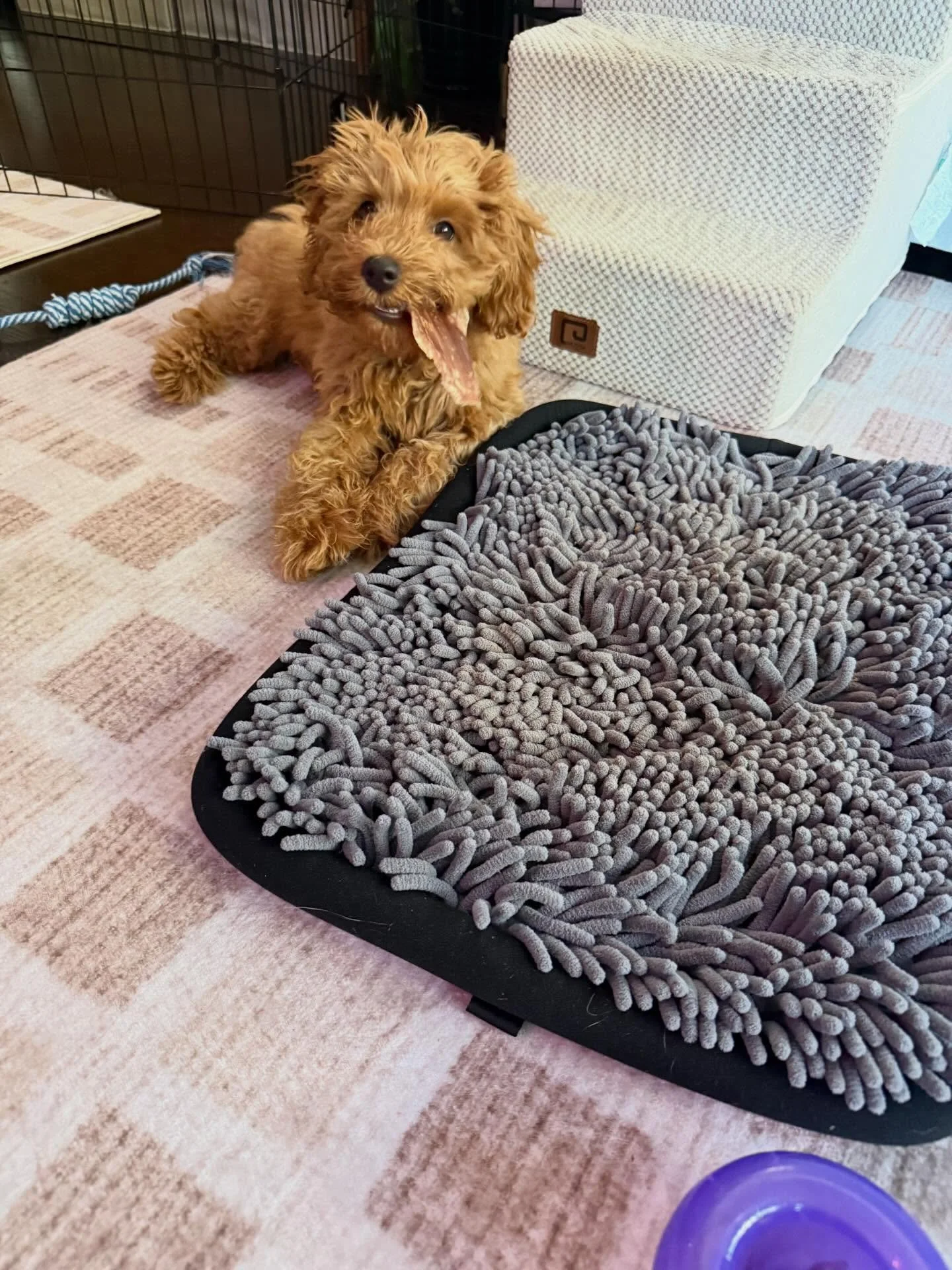 Here&rsquo;s Benito! A 4 month old Mini Goldendoodle who is learning how to be separated from his owners and gain opportunities to exercise physically and mentally. Gaining time during regular naps will allow owners to achieve other things without ba