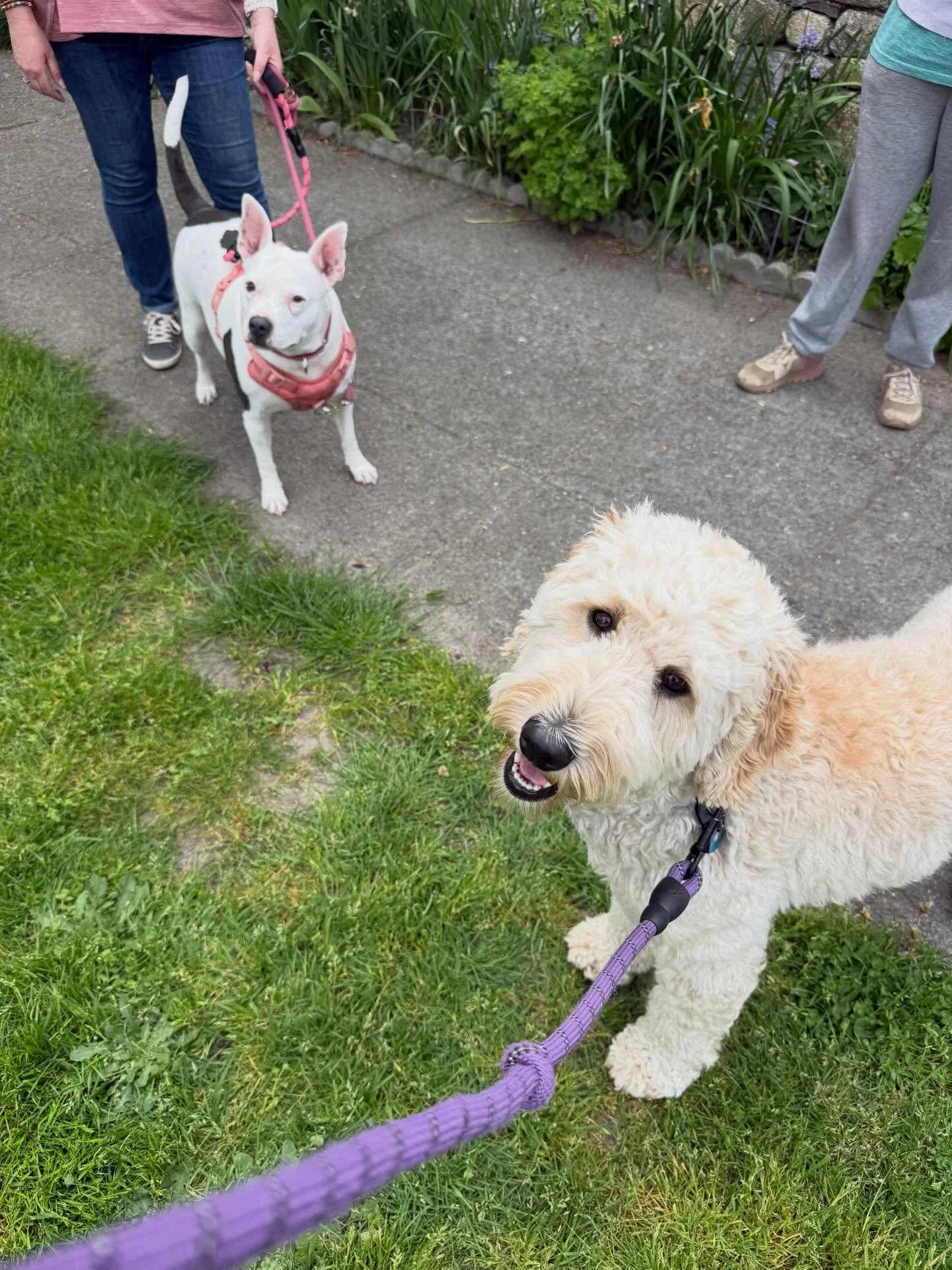 Here&rsquo;s Tilly! A 5 yr old Pitbull mix who is learning to walk on leash, not pull excitedly and be introduced to other dogs despite owner&rsquo;s concerns about her tendencies and arousal. She did really well as both she and Daisy became more com